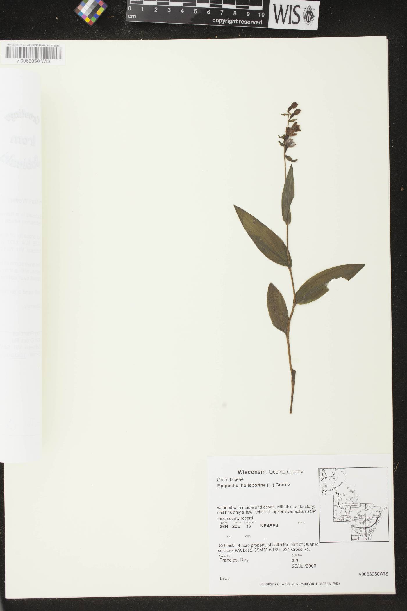 Epipactis helleborine image