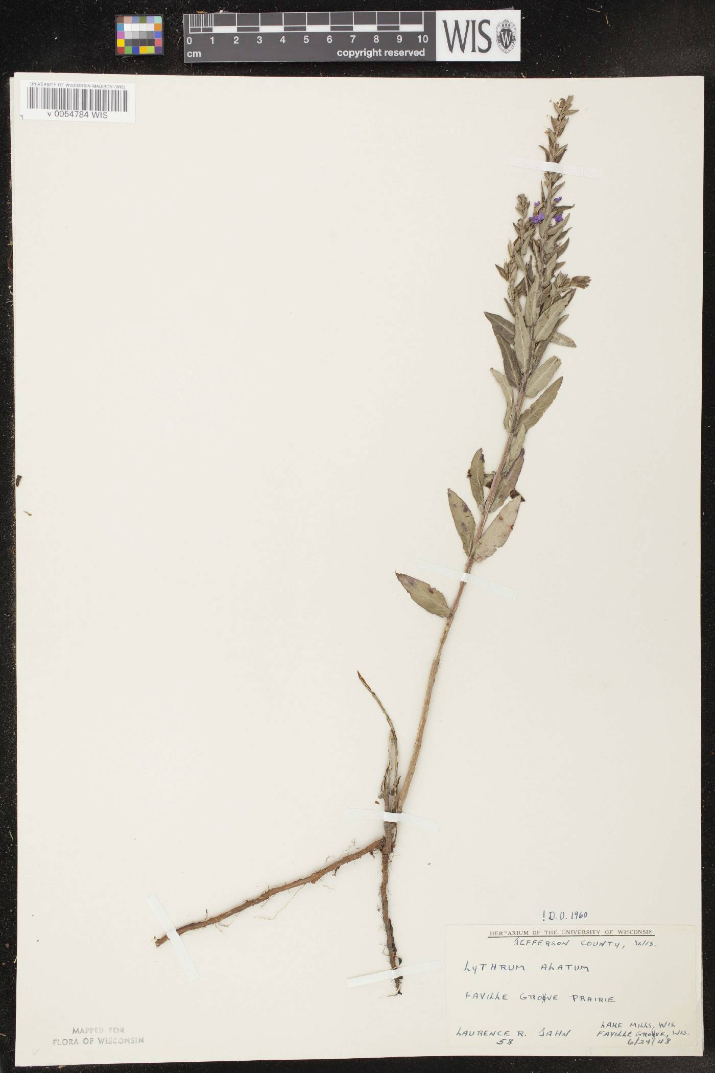 Lythrum alatum var. alatum image