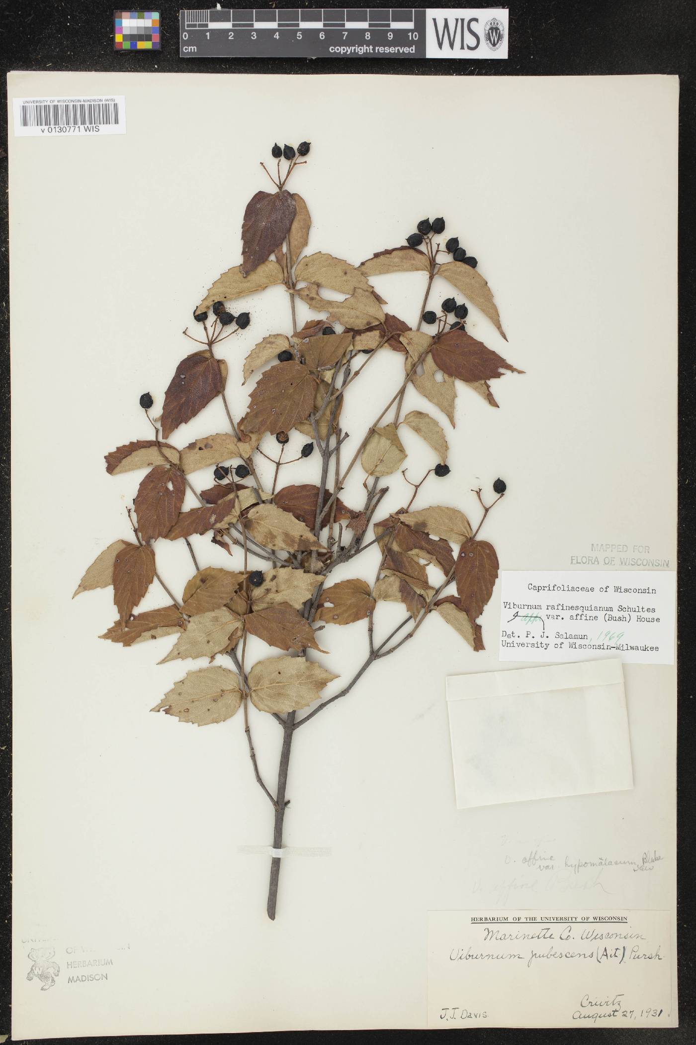 Viburnum rafinesquianum var. affine image