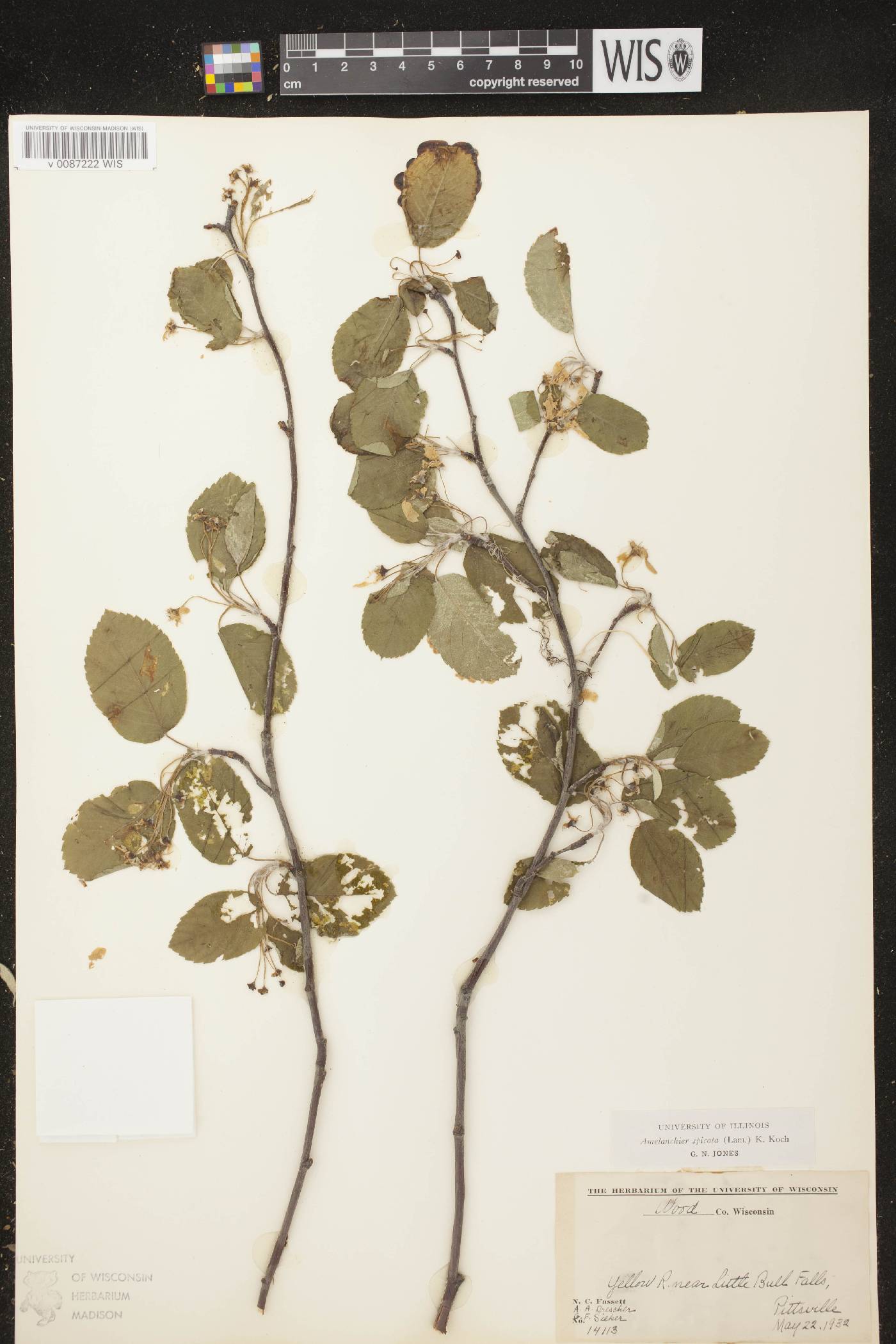 Amelanchier spicata image