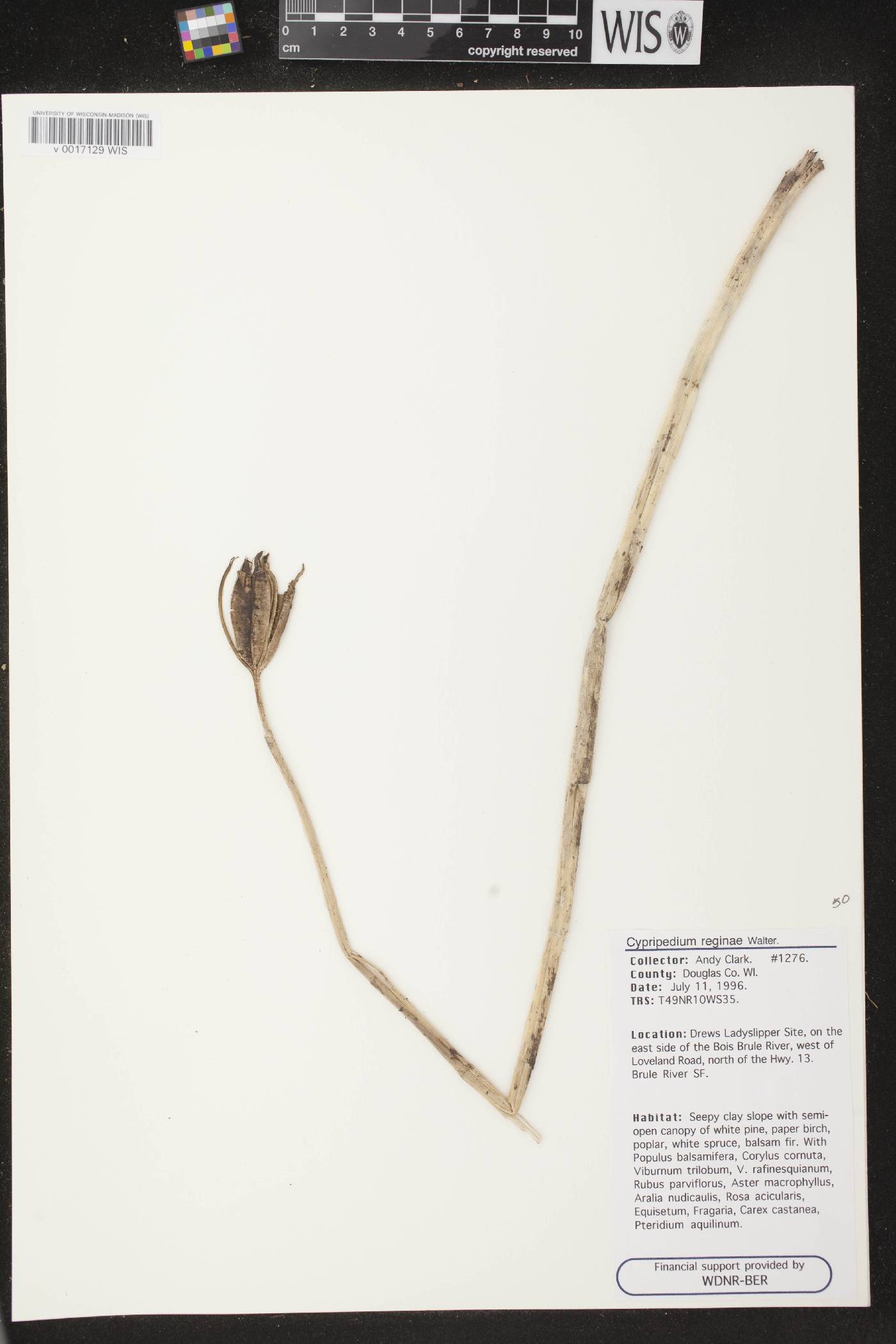 Cypripedium reginae image
