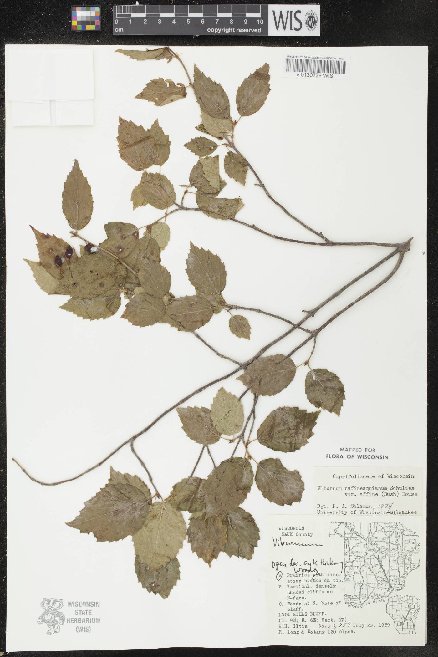 Viburnum rafinesquianum var. affine image