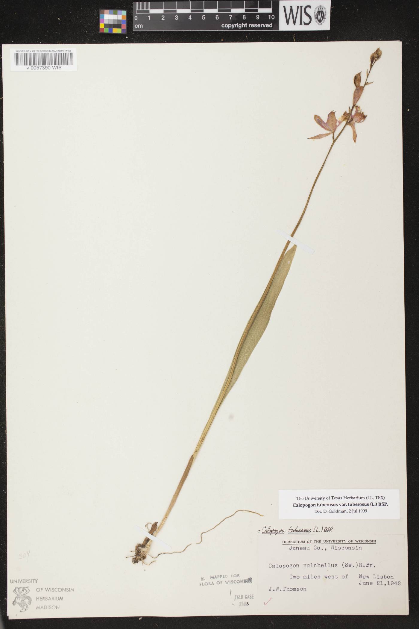 Calopogon tuberosus var. tuberosus image