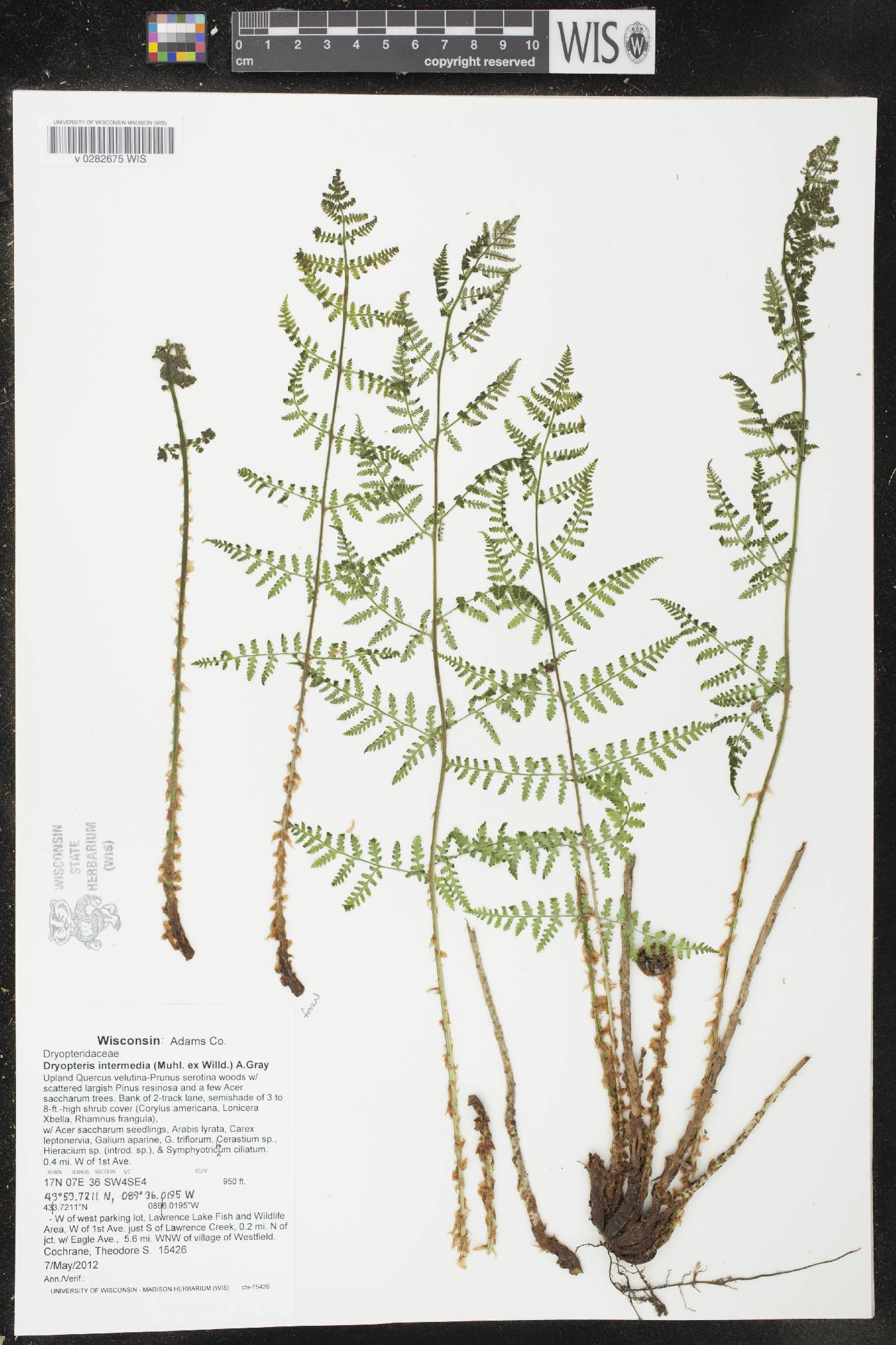 Dryopteris intermedia image