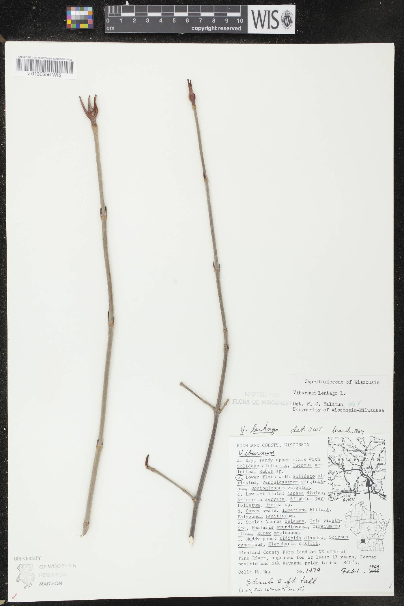 Viburnum lentago image