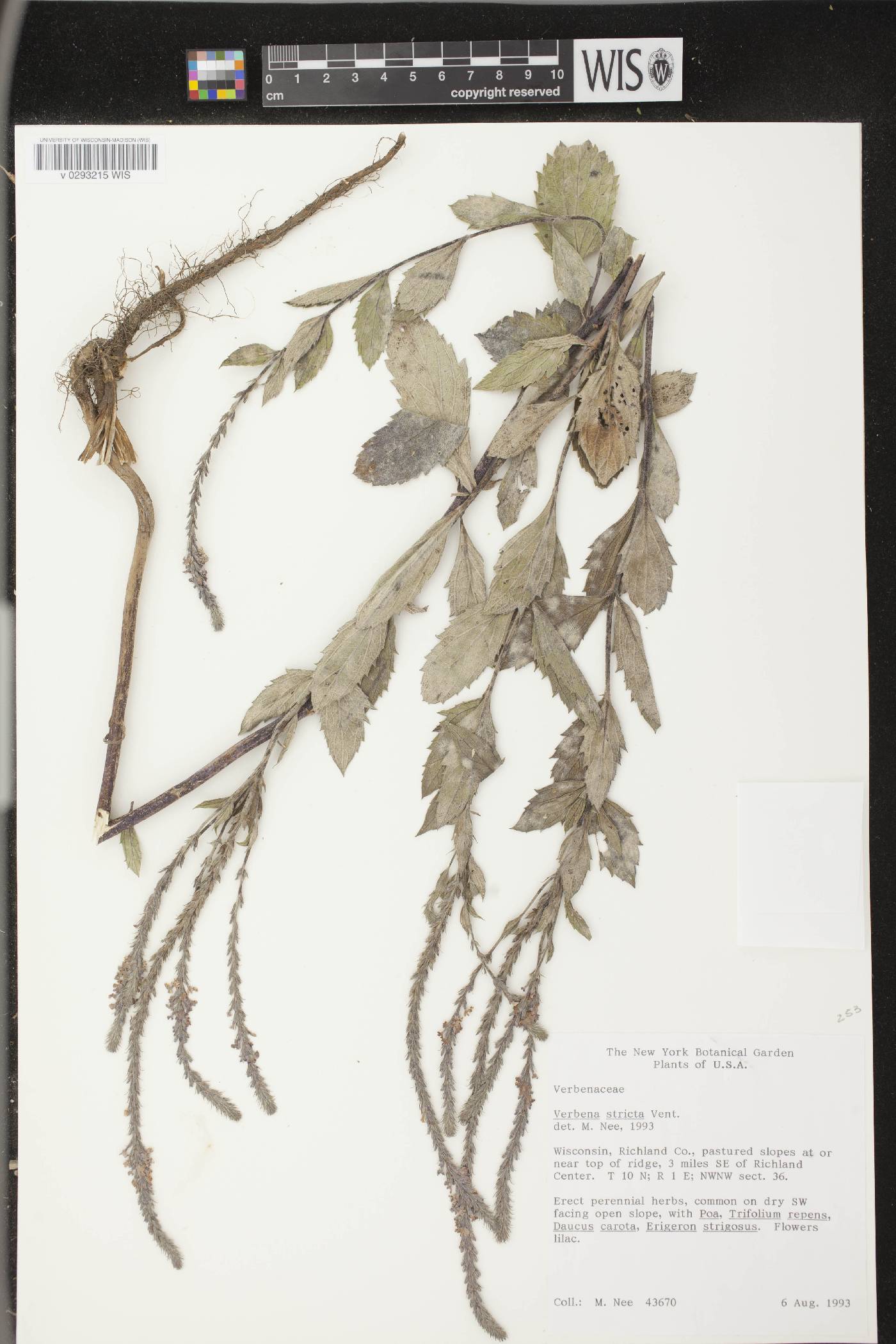 Verbena stricta image