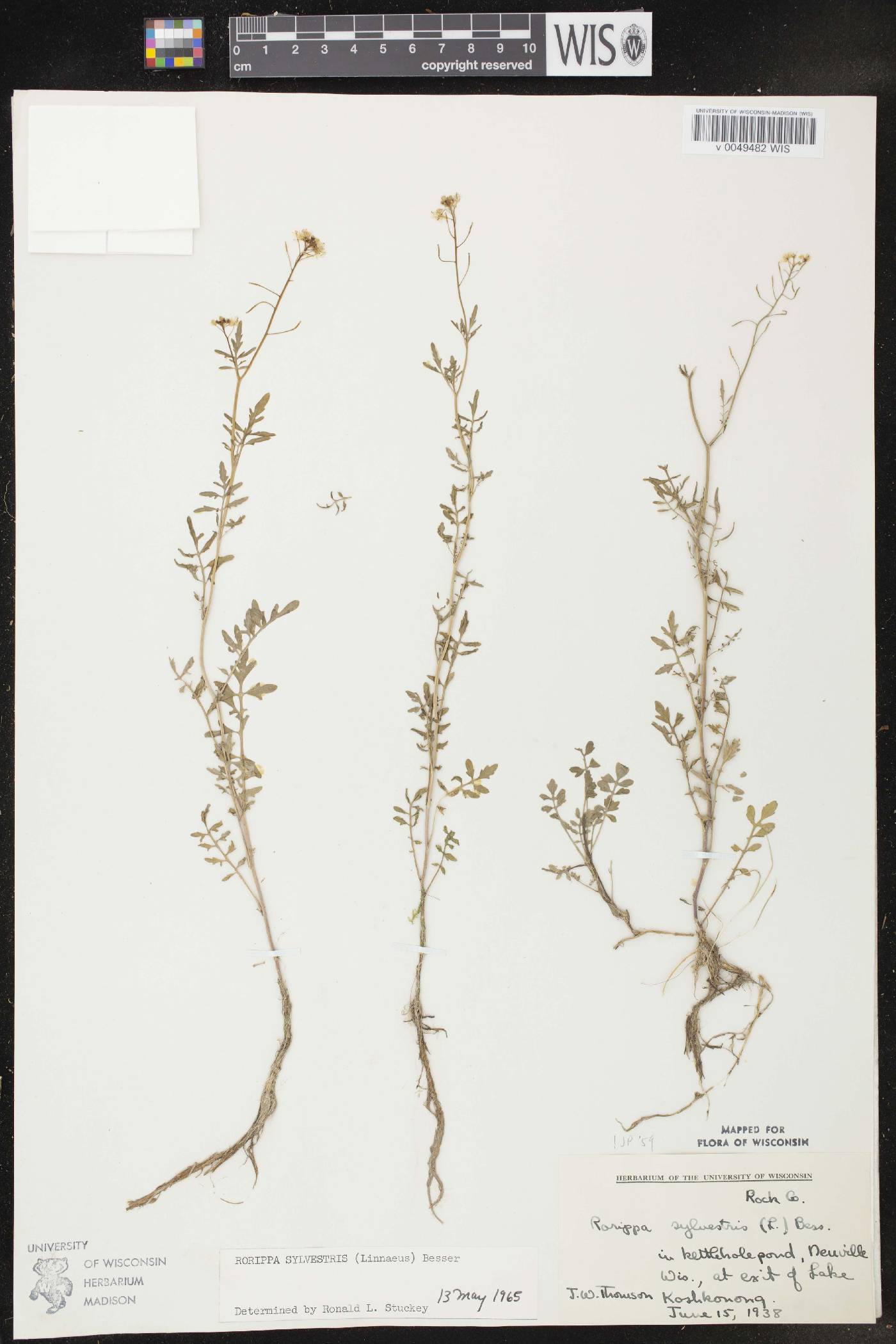 Rorippa sylvestris image