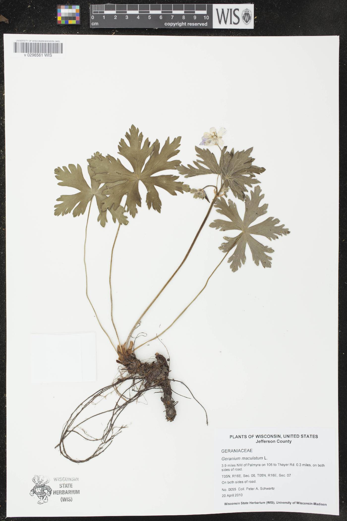 Geranium maculatum image