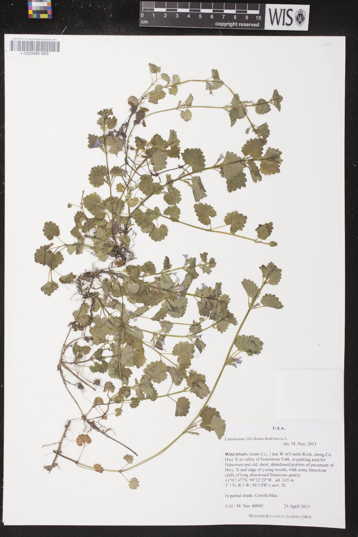 Glechoma hederacea image