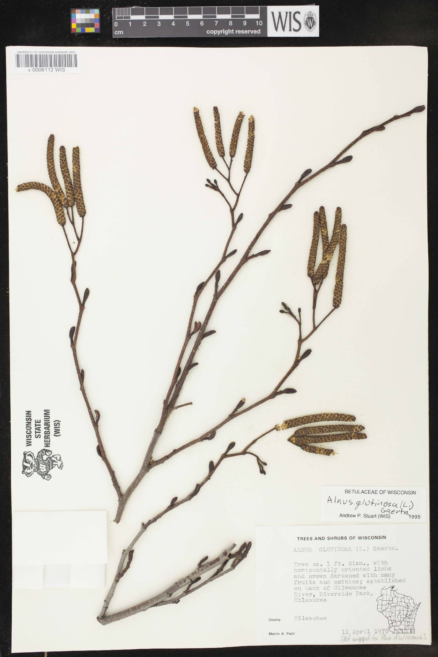 Alnus glutinosa image