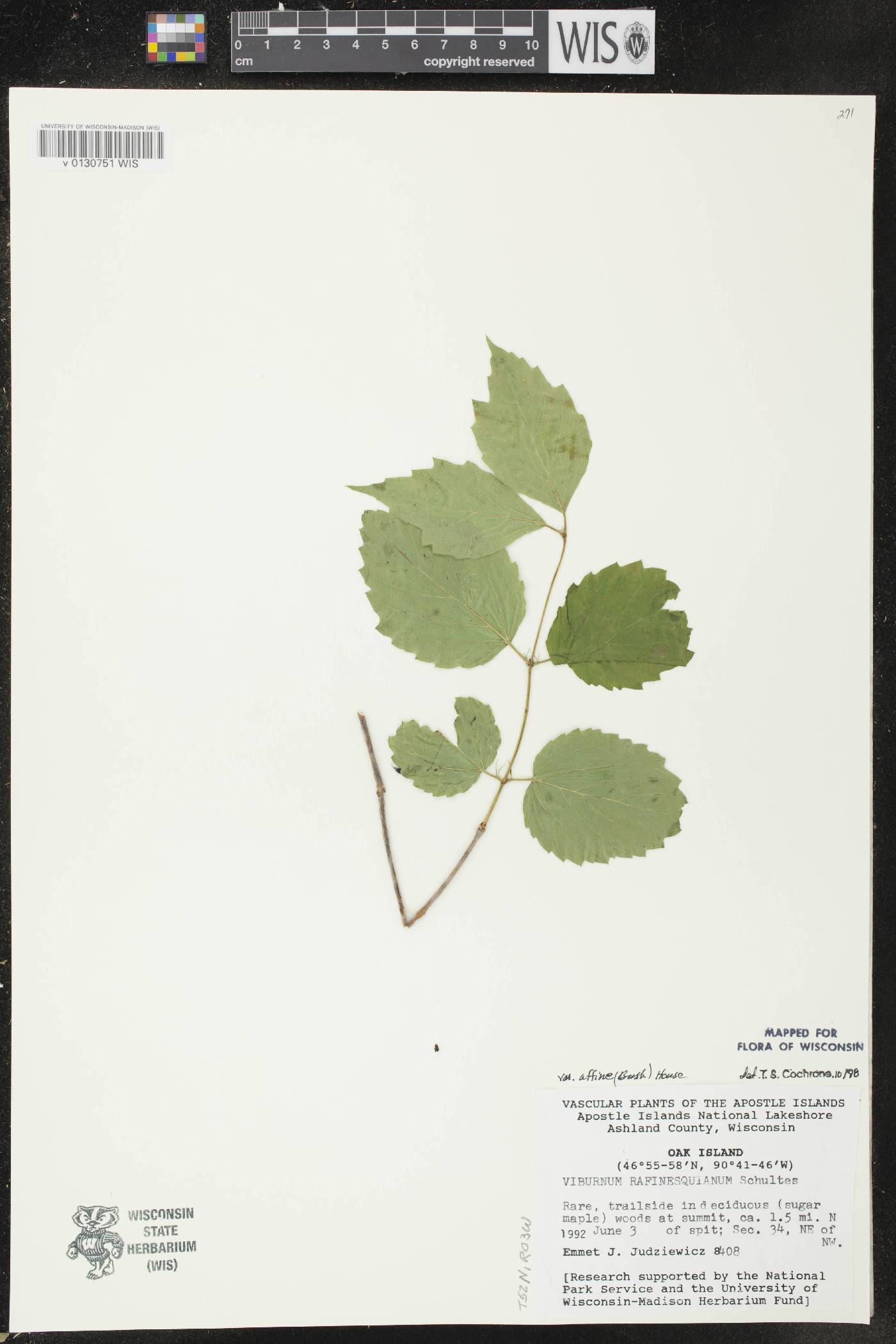 Viburnum rafinesquianum var. affine image