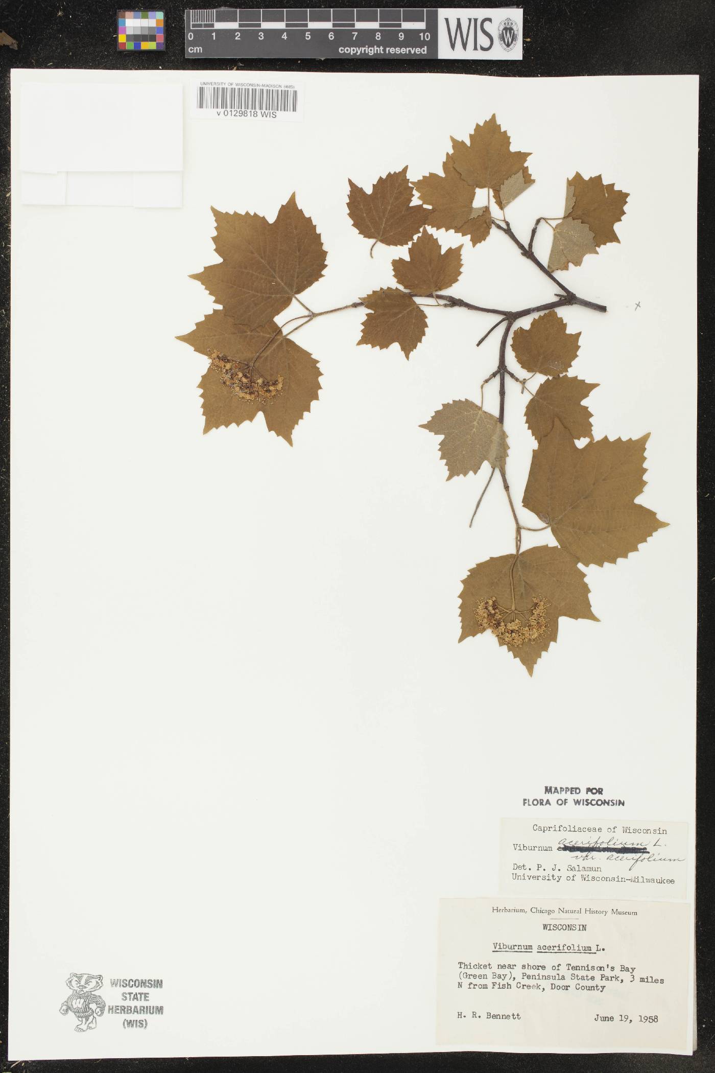 Viburnum acerifolium image