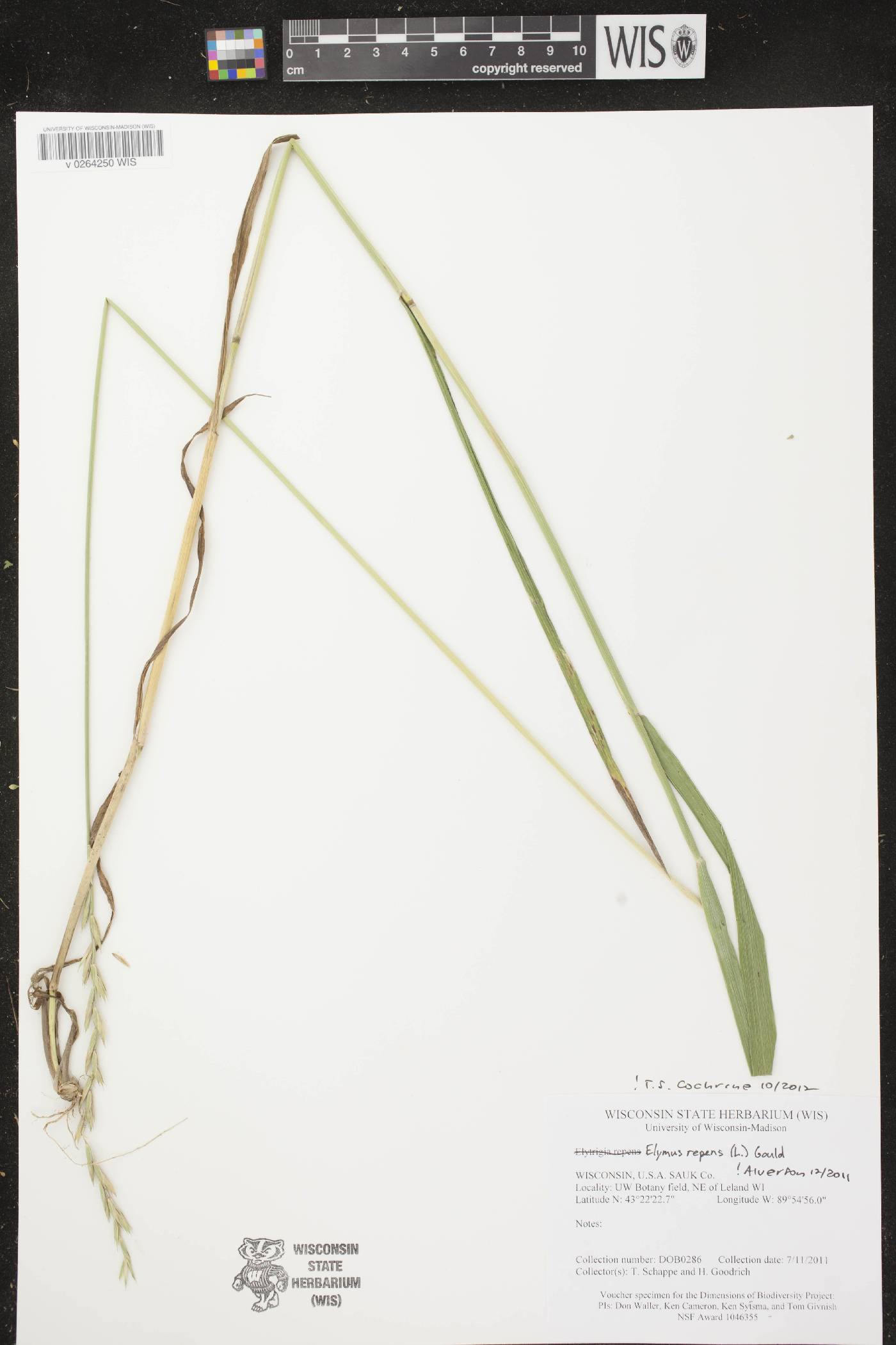 Elymus repens image