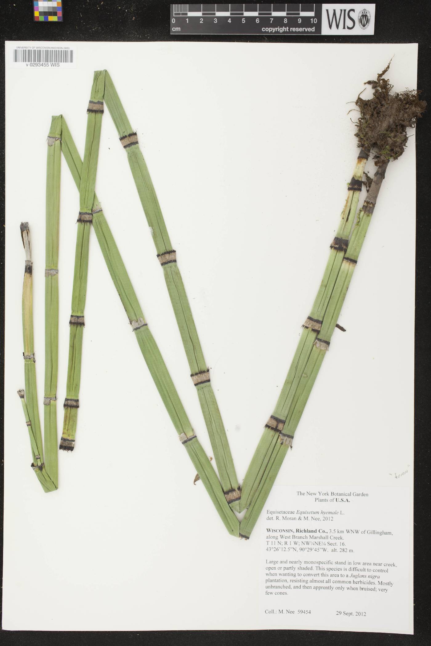 Equisetum hyemale image