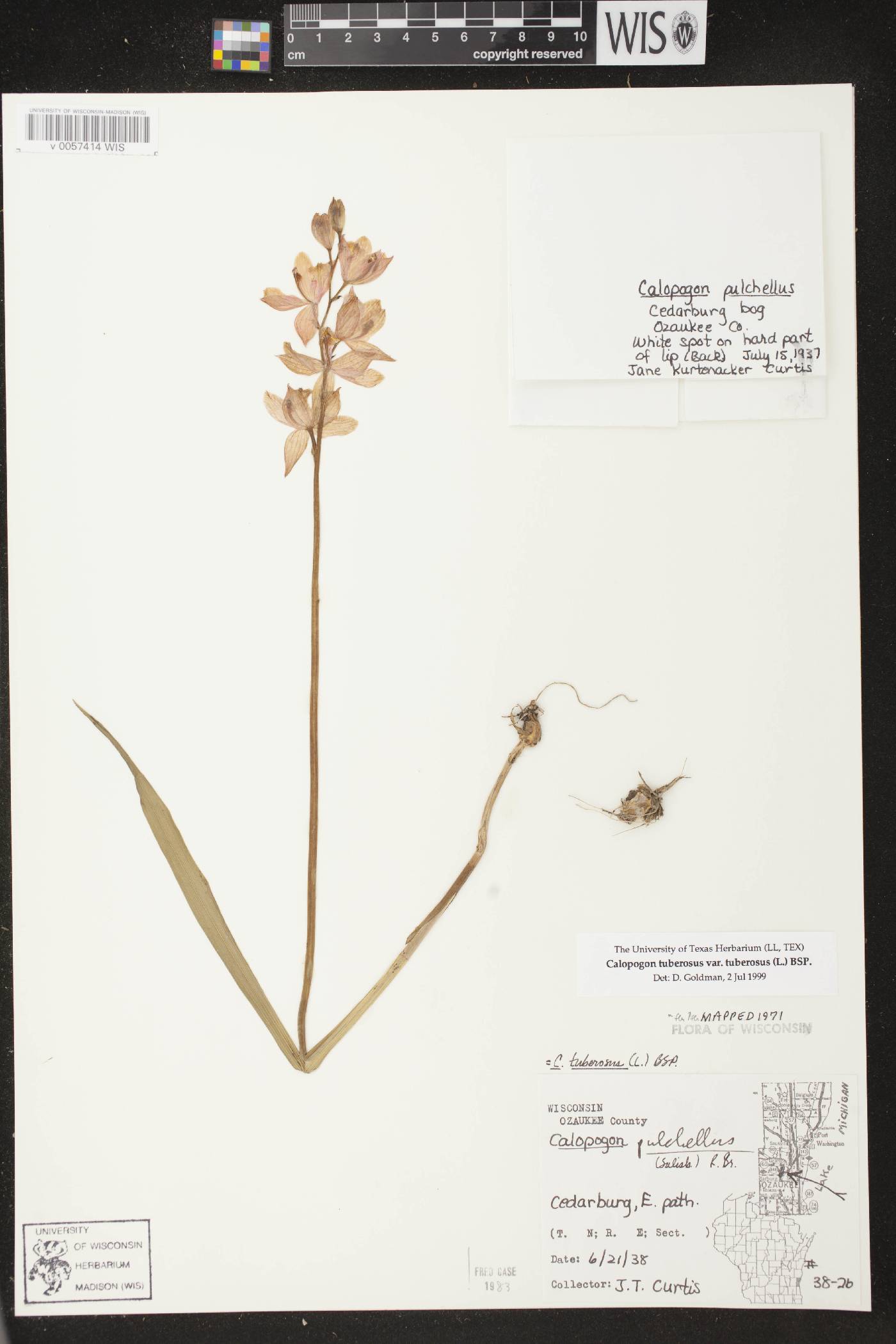 Calopogon tuberosus var. tuberosus image