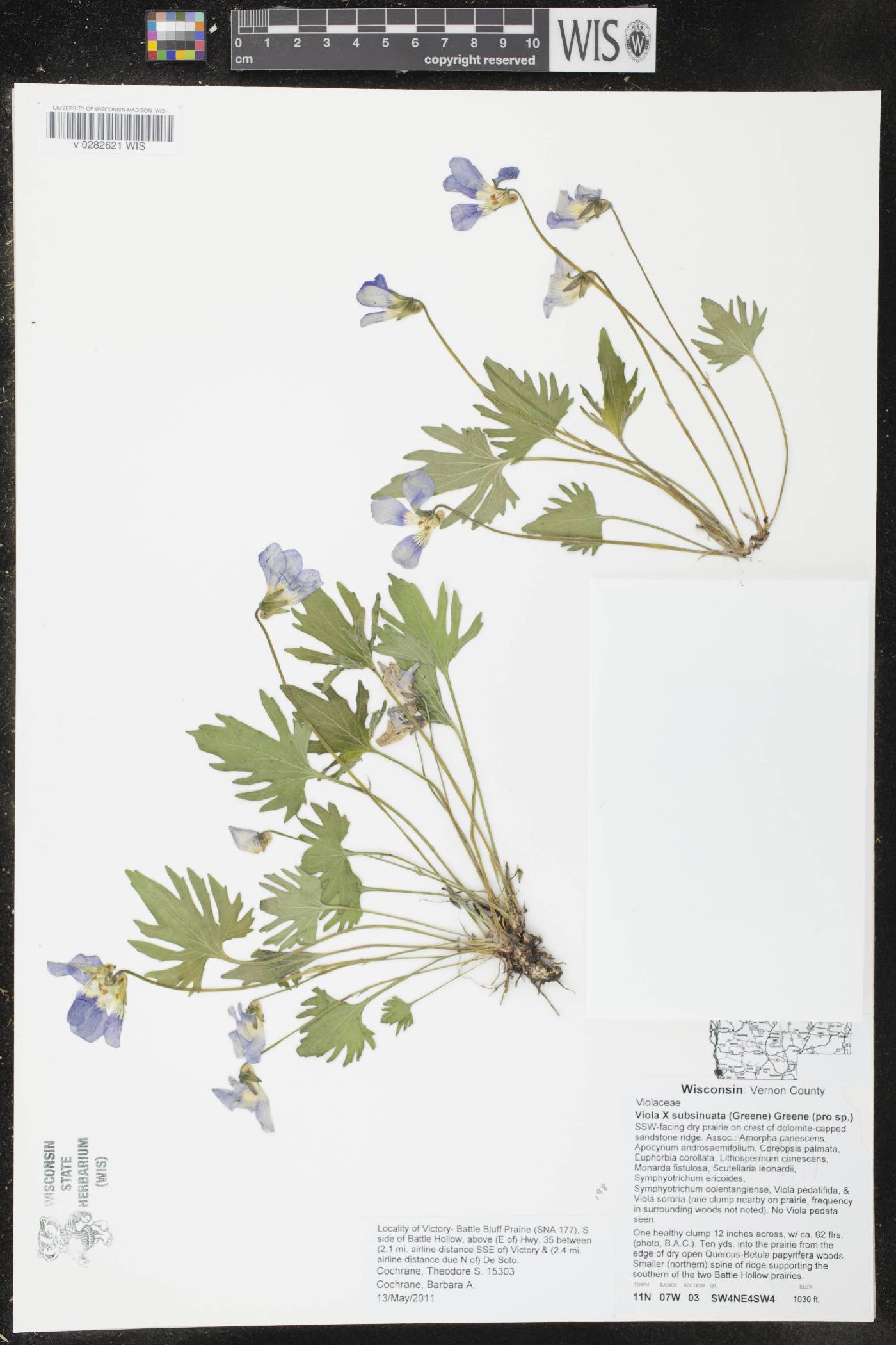 Viola X subsinuata image