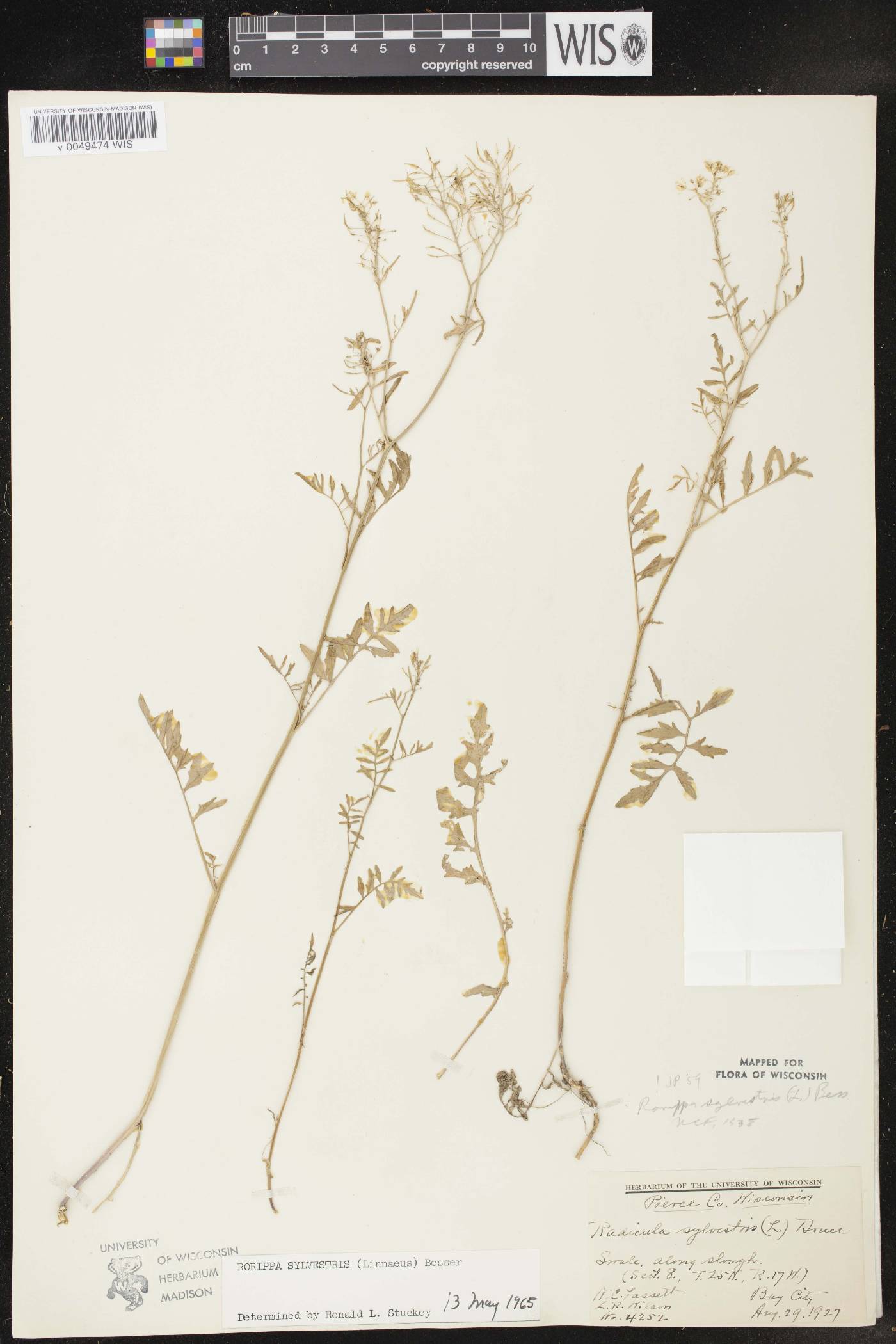 Rorippa sylvestris image