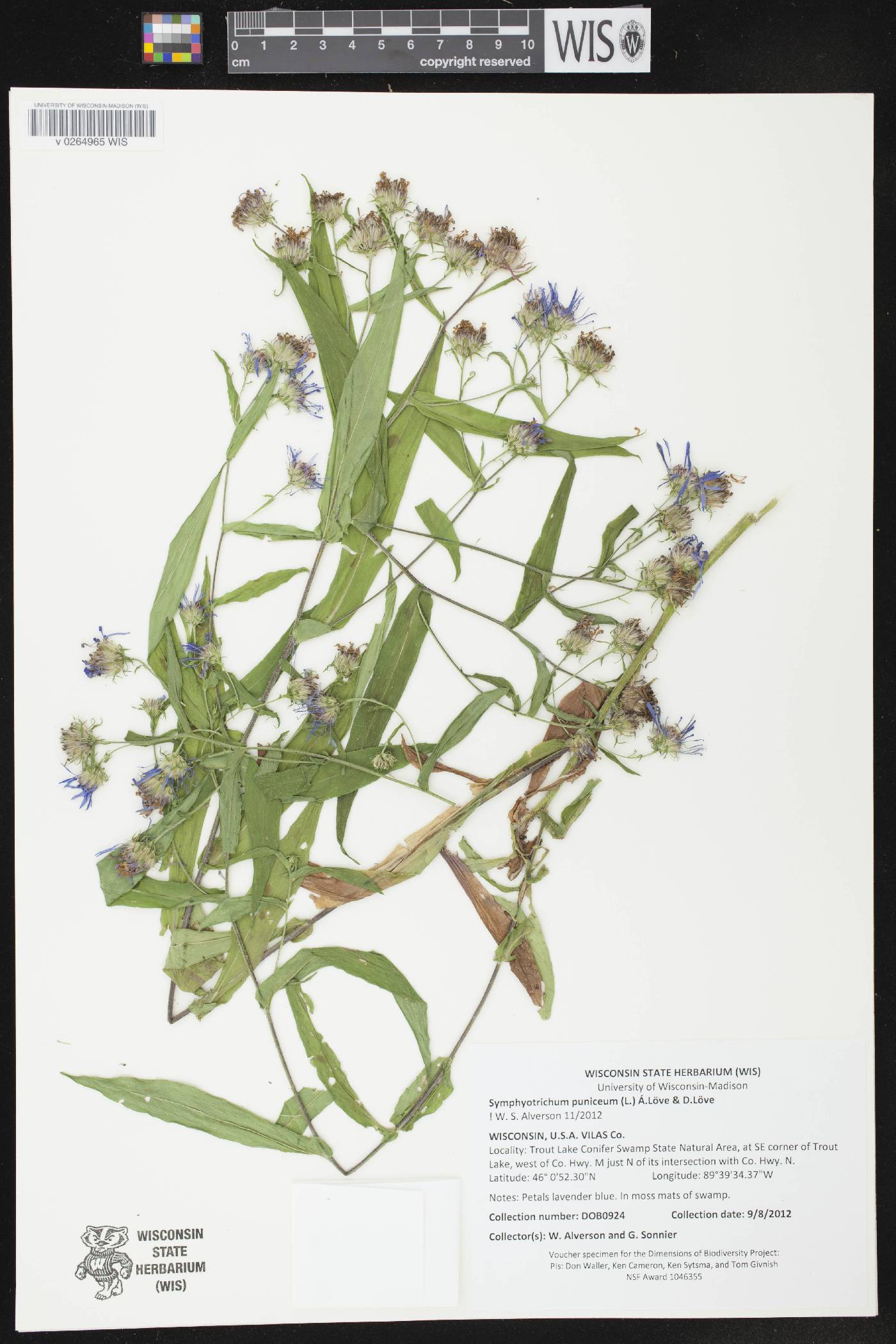 Symphyotrichum puniceum image