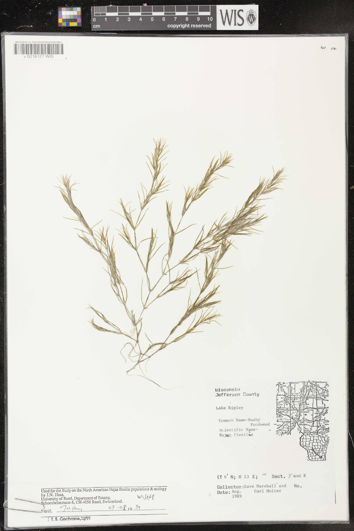 Najas flexilis image