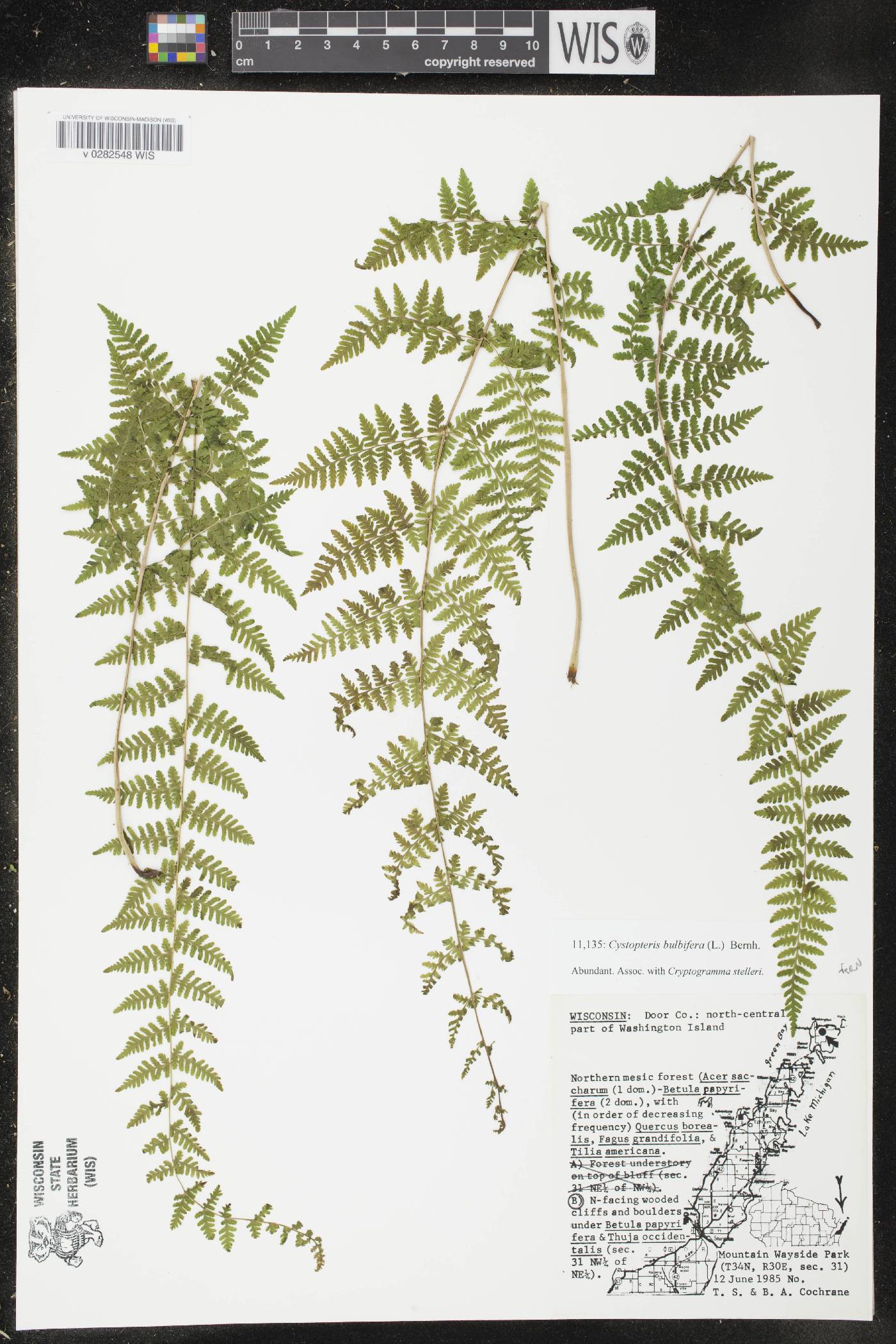 Cystopteris bulbifera image