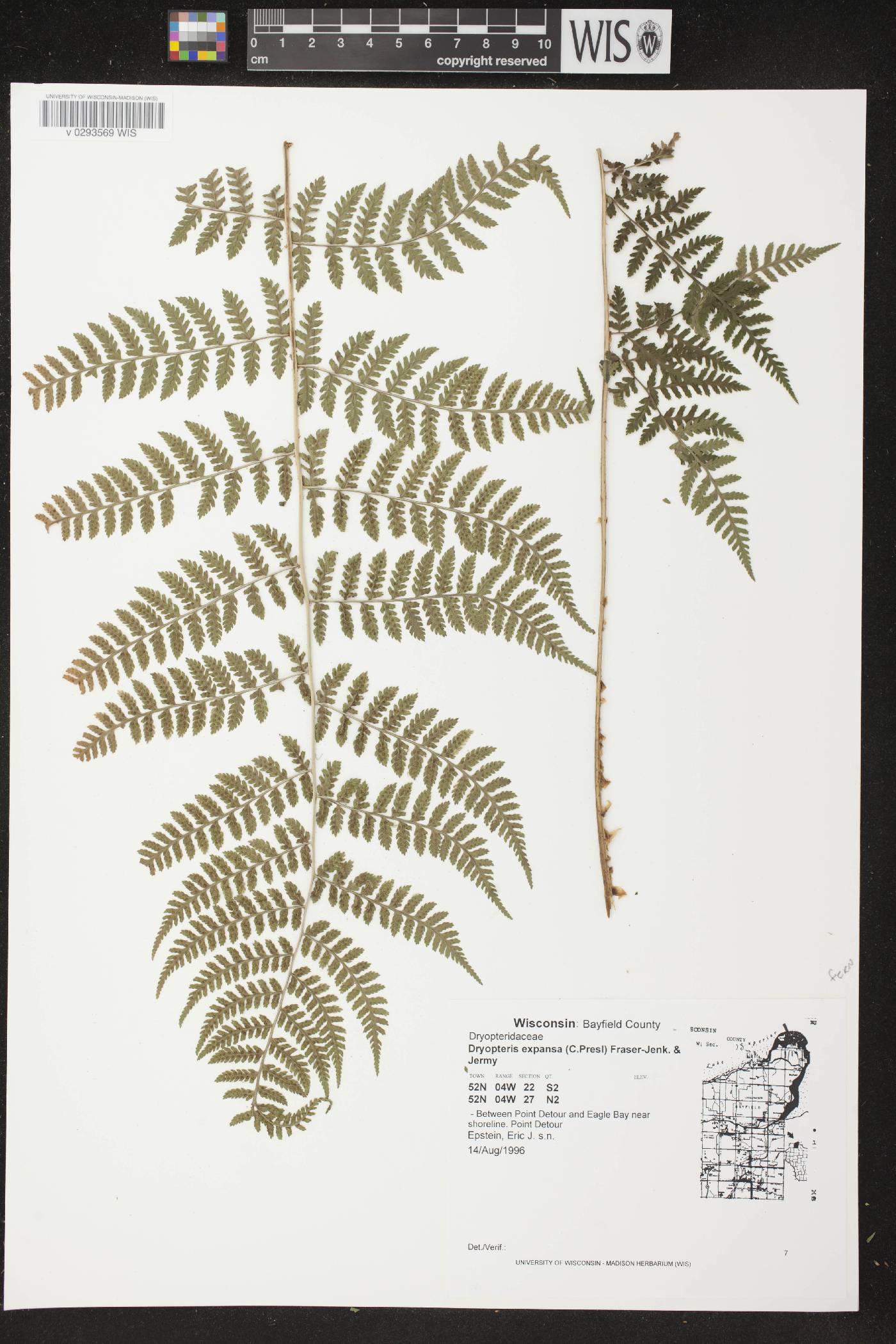 Dryopteris expansa image