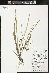Image of Sparganium