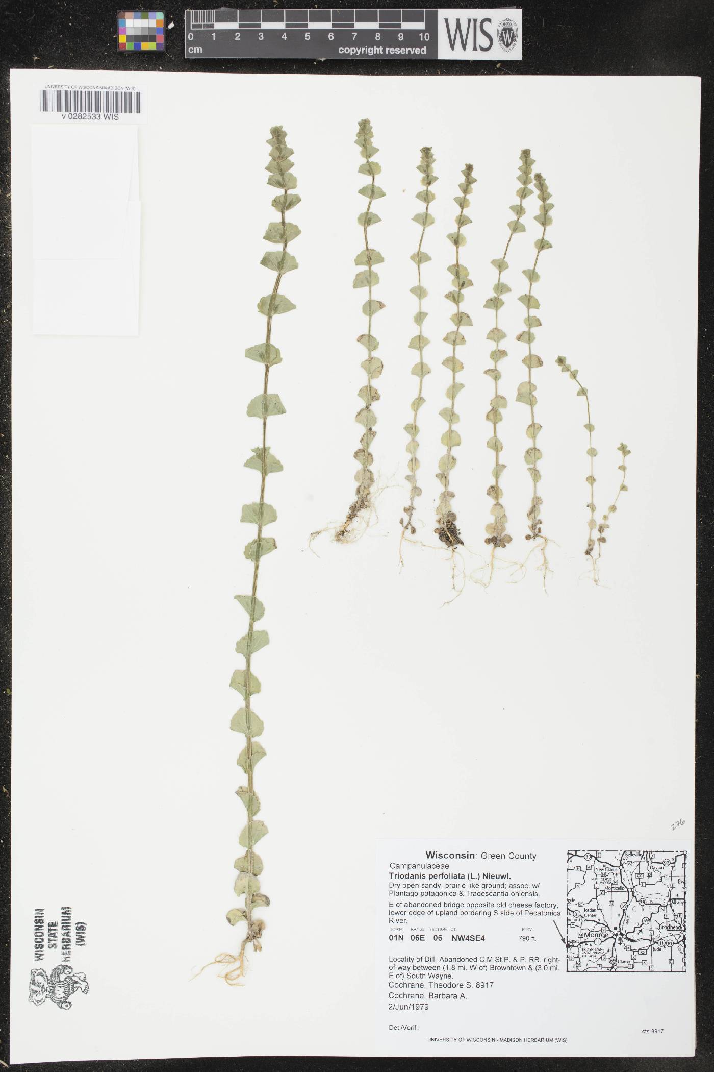 Triodanis perfoliata image