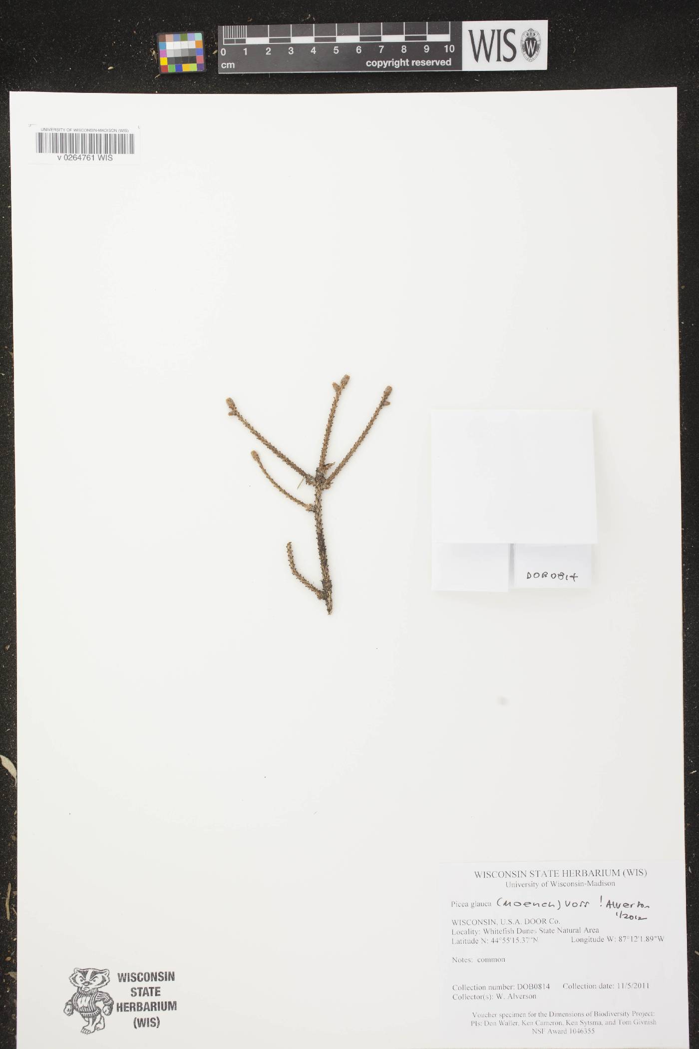 Picea glauca image