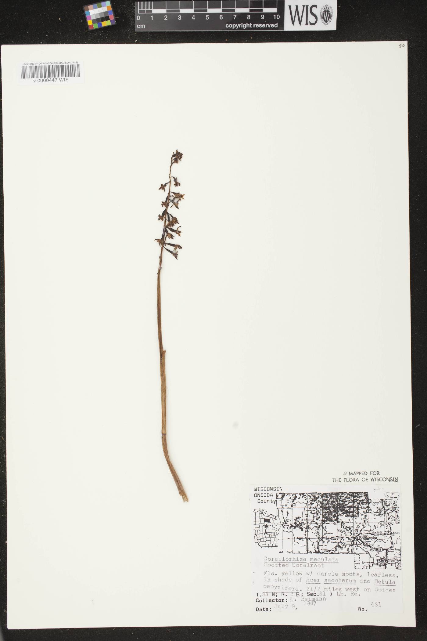 Corallorhiza maculata image