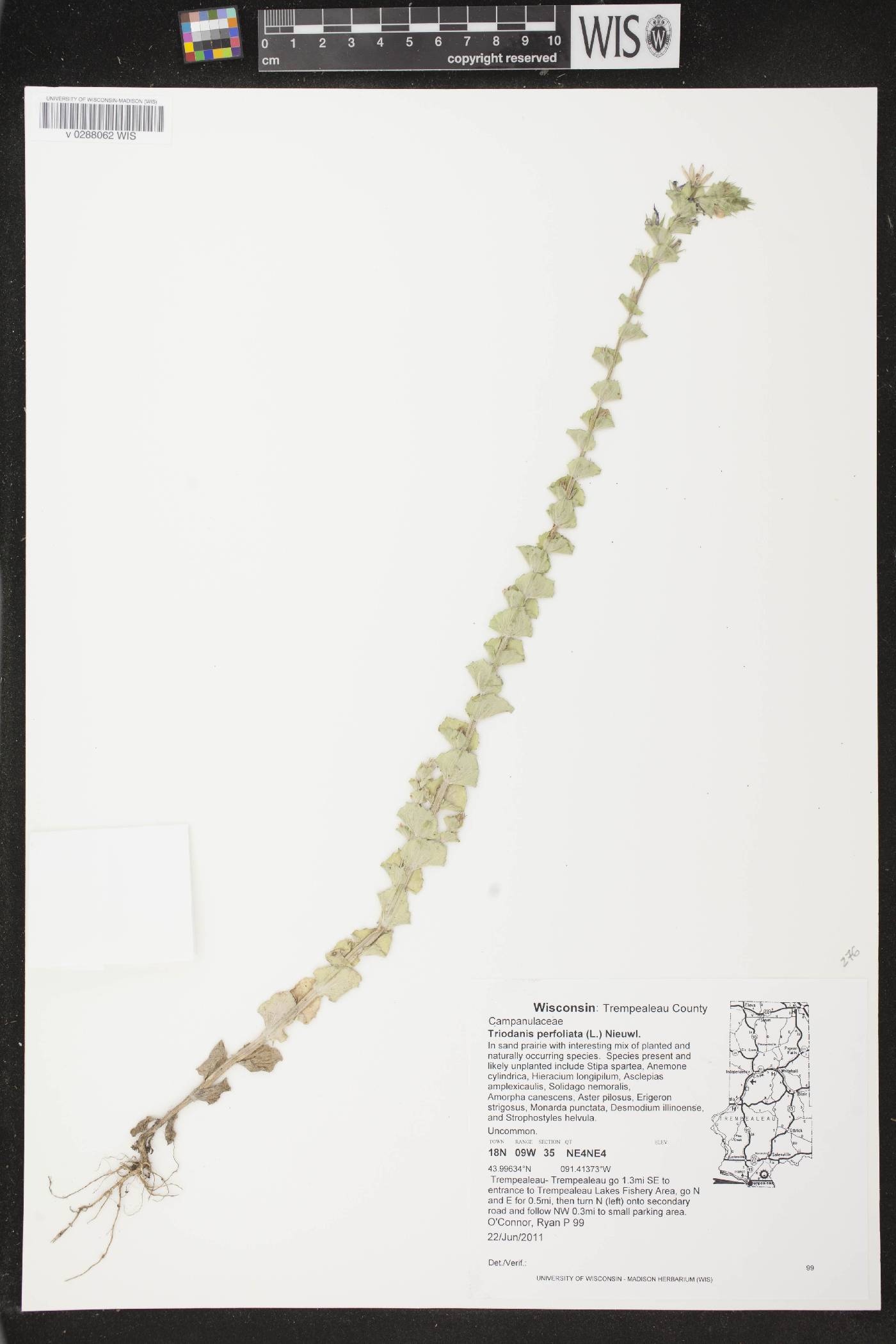 Triodanis perfoliata image