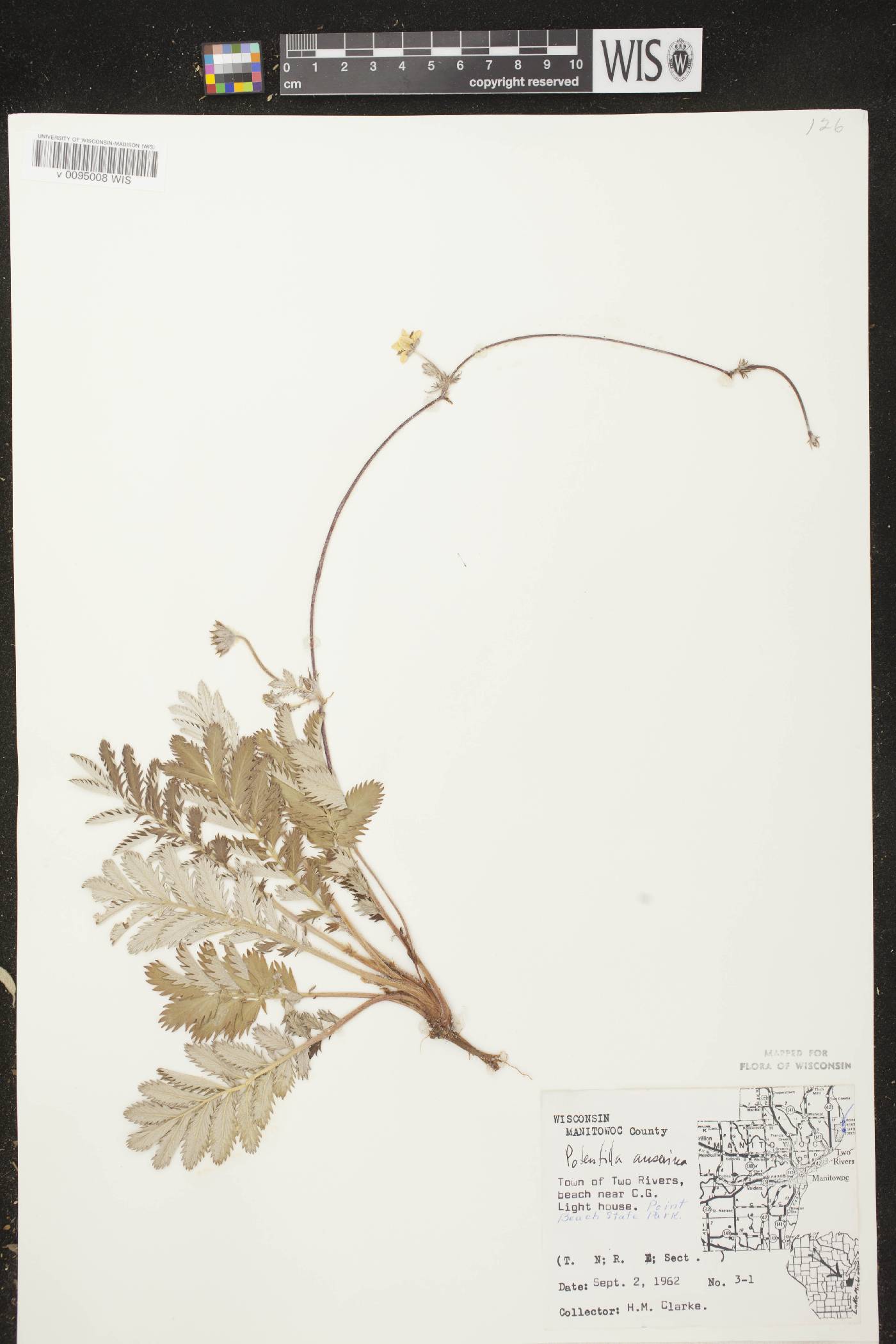 Potentilla anserina subsp. anserina image
