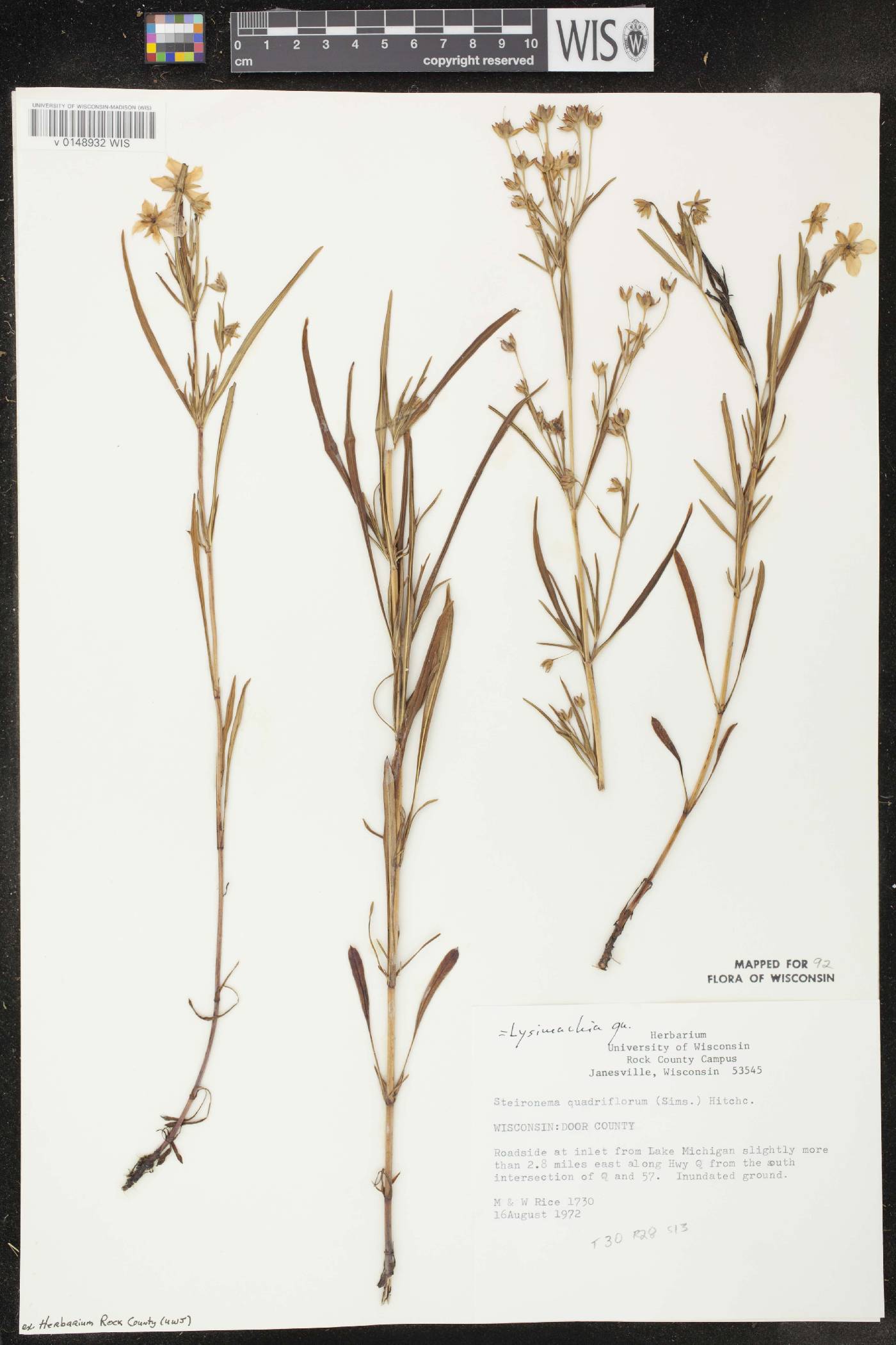 Lysimachia quadriflora image