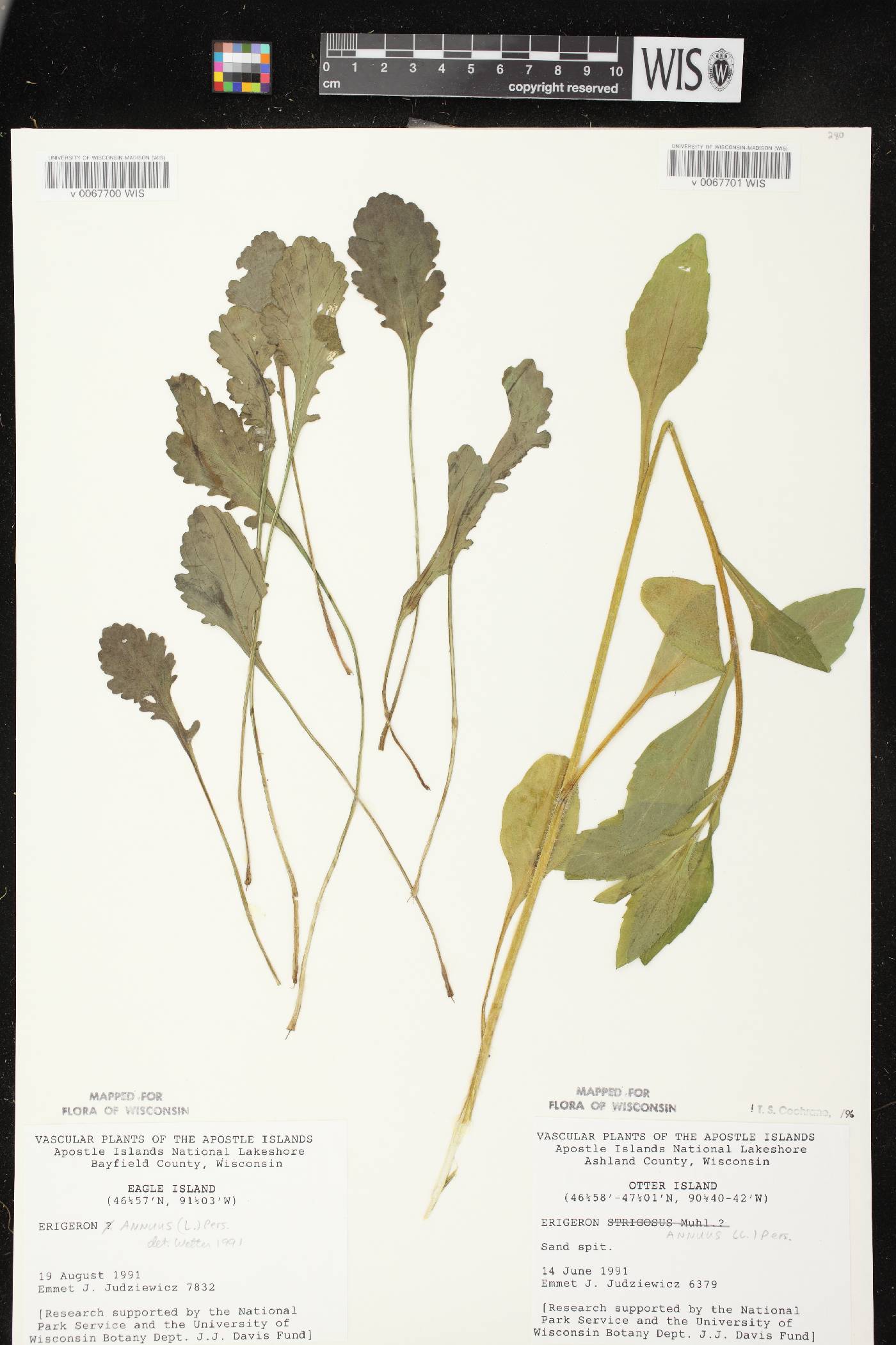 Erigeron annuus image