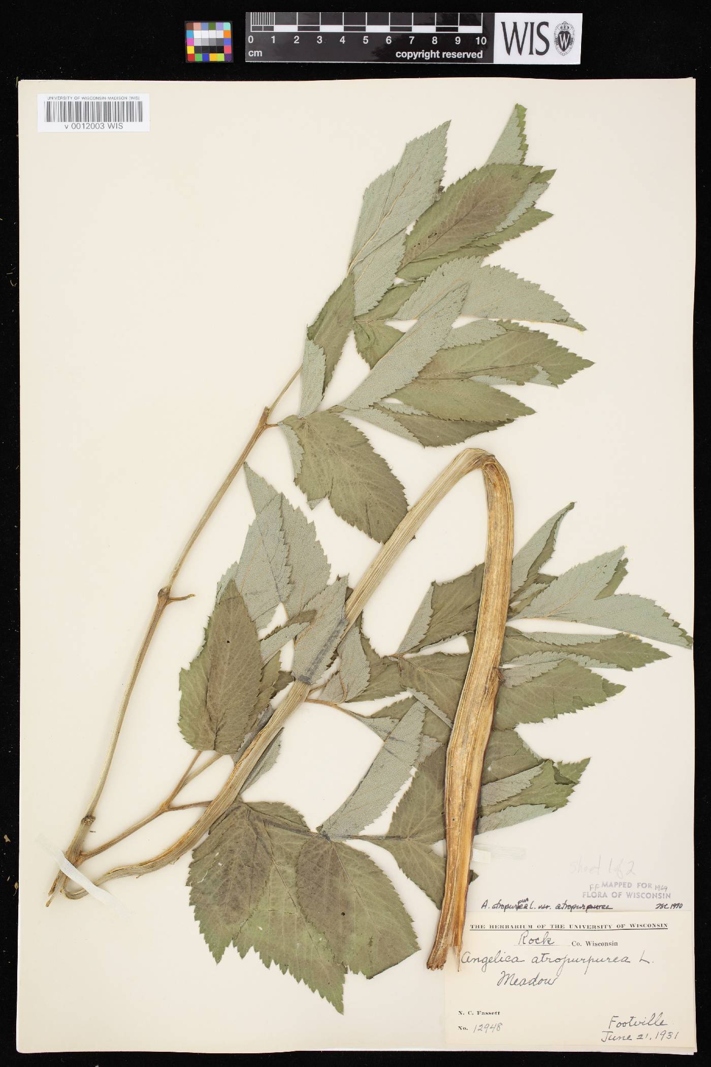 Angelica atropurpurea var. atropurpurea image