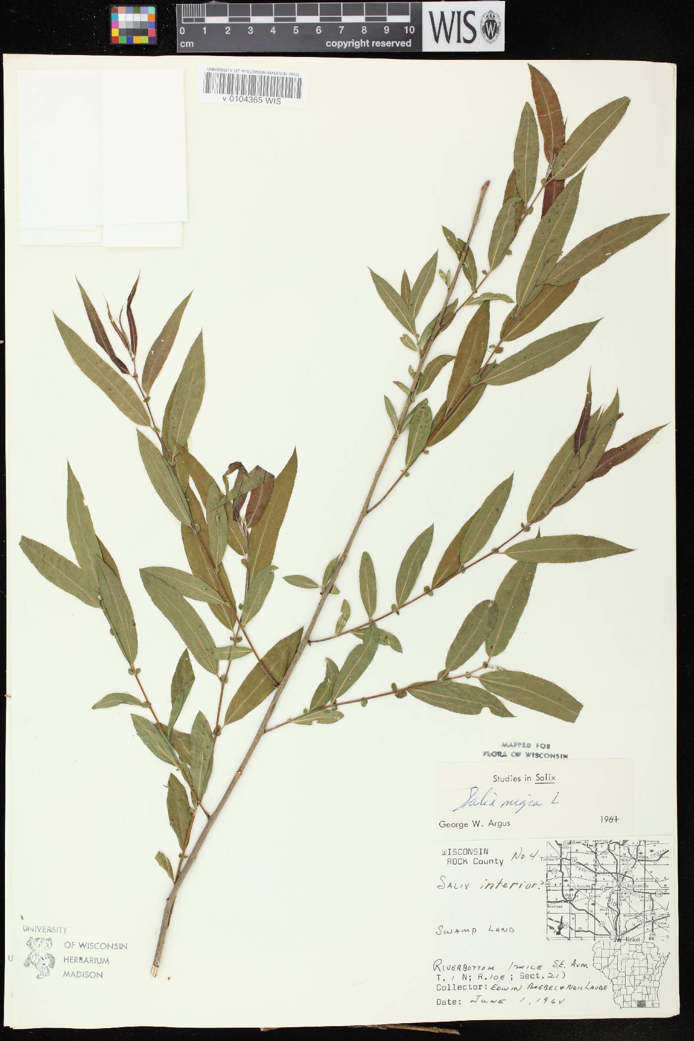 Salix nigra image