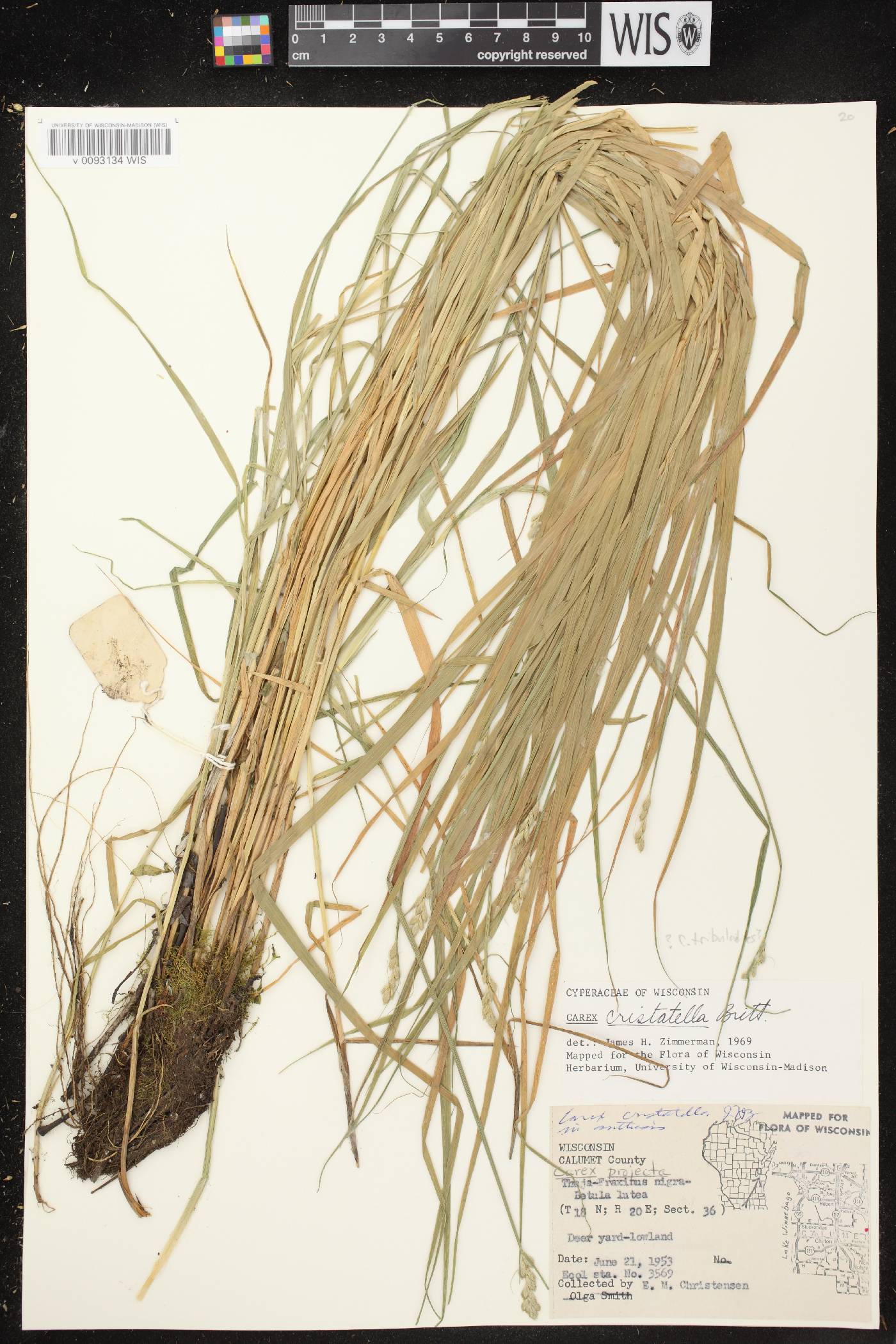 Carex cristatella image