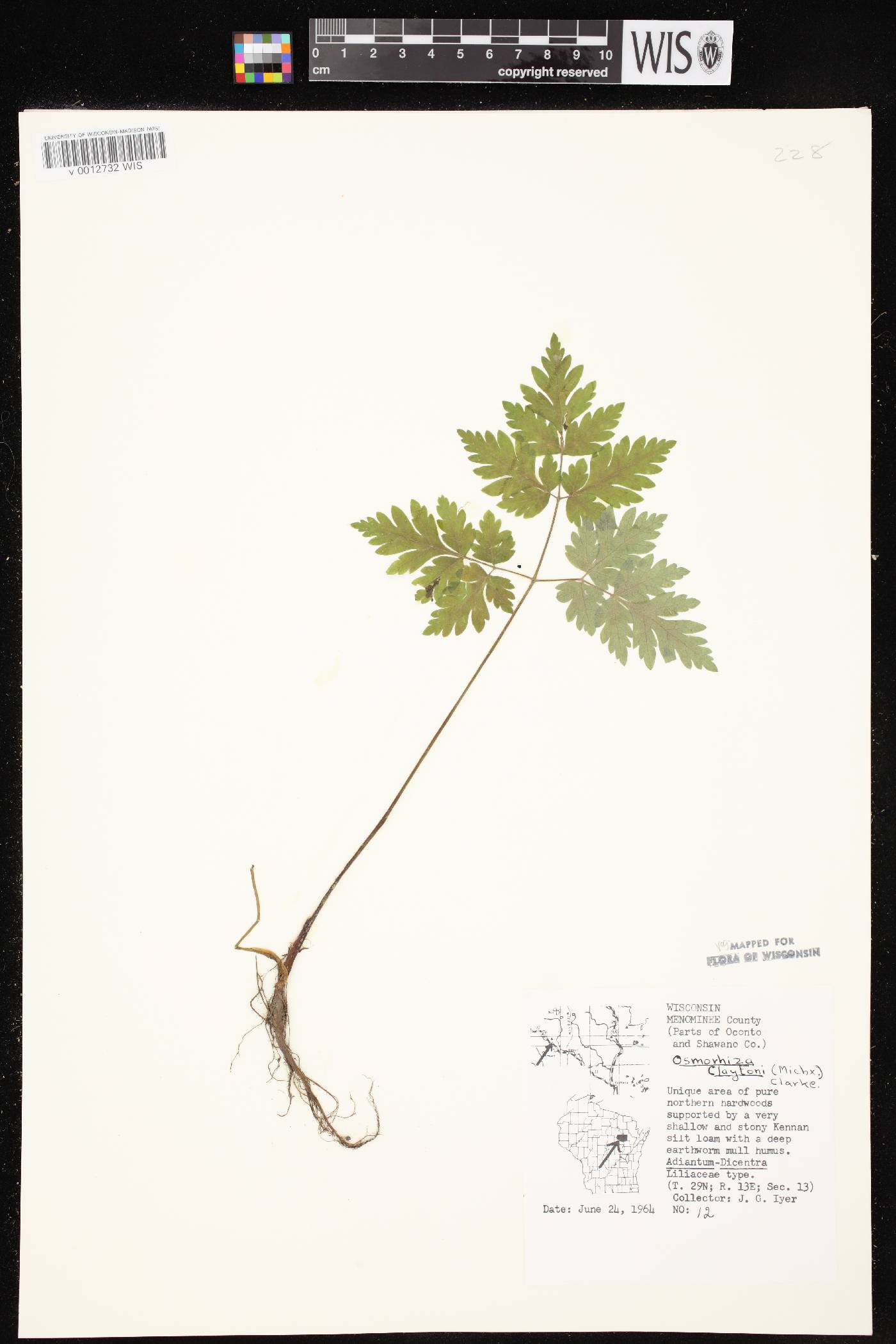 Osmorhiza claytonii image