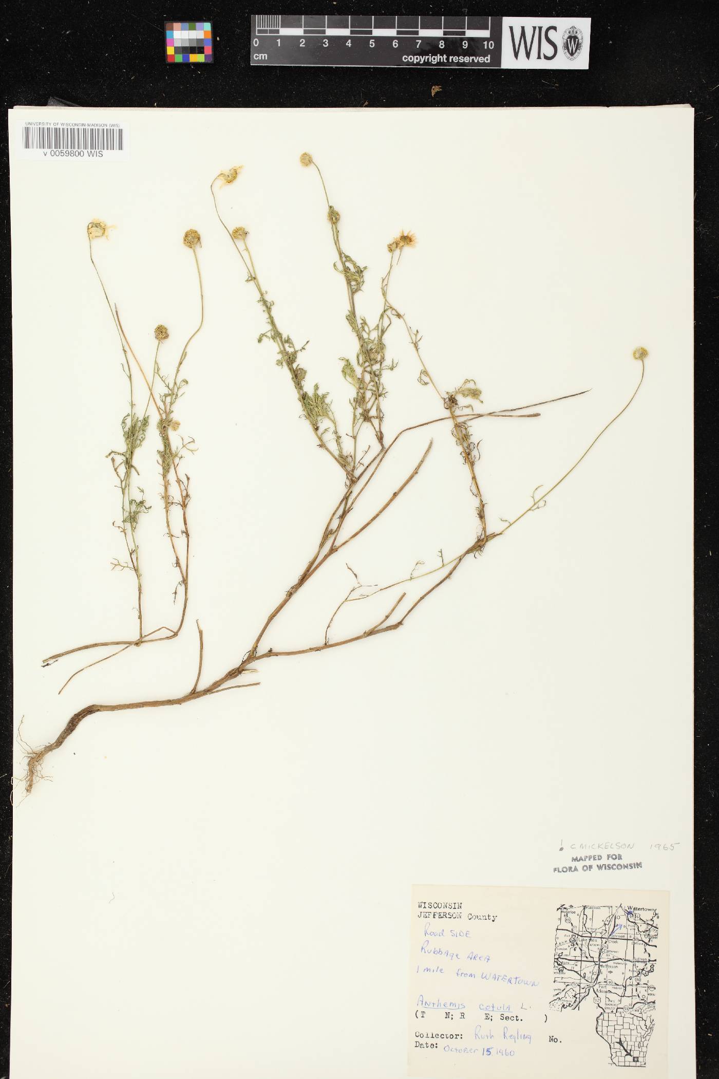 Anthemis cotula image