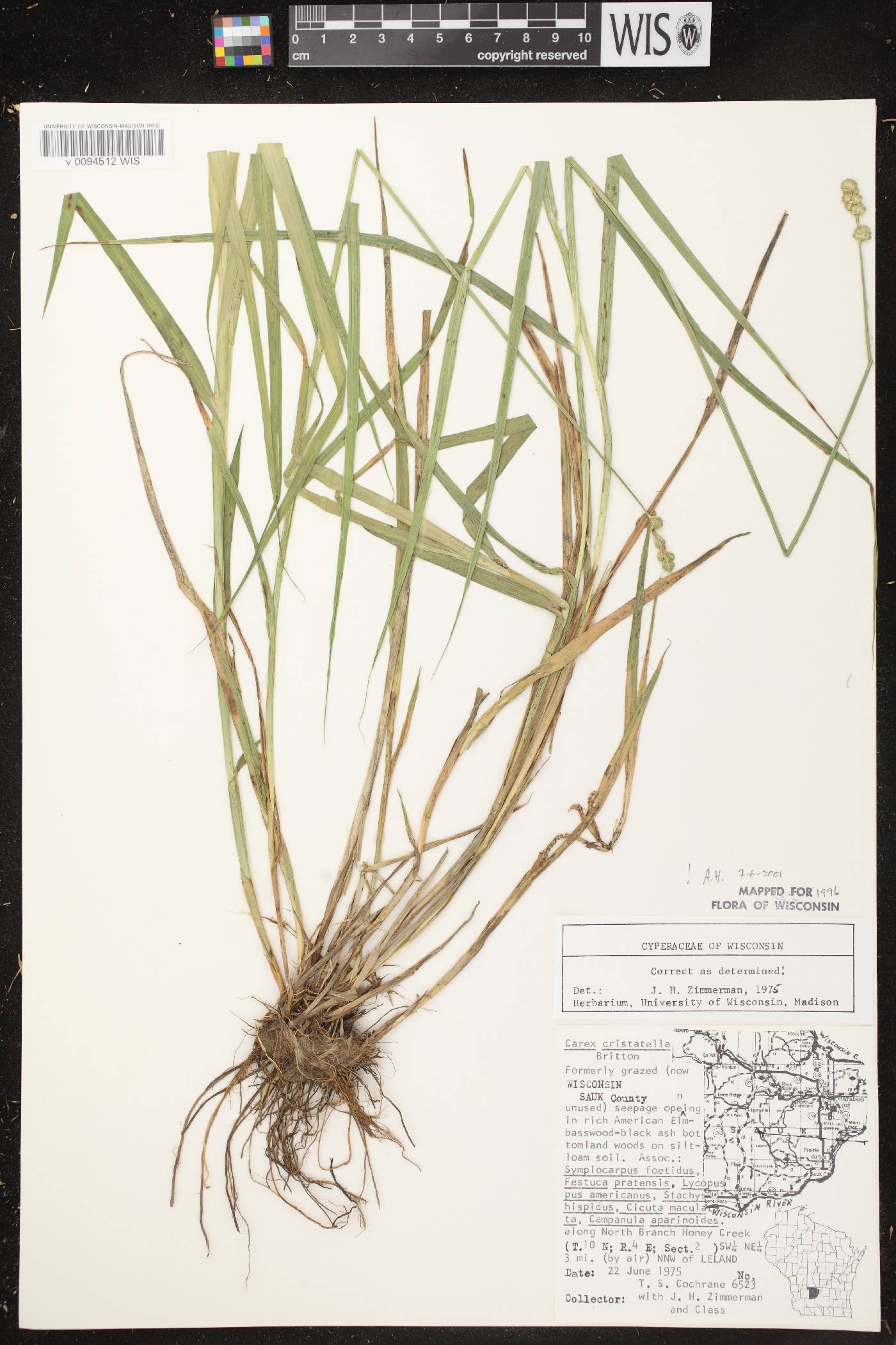 Carex cristatella image