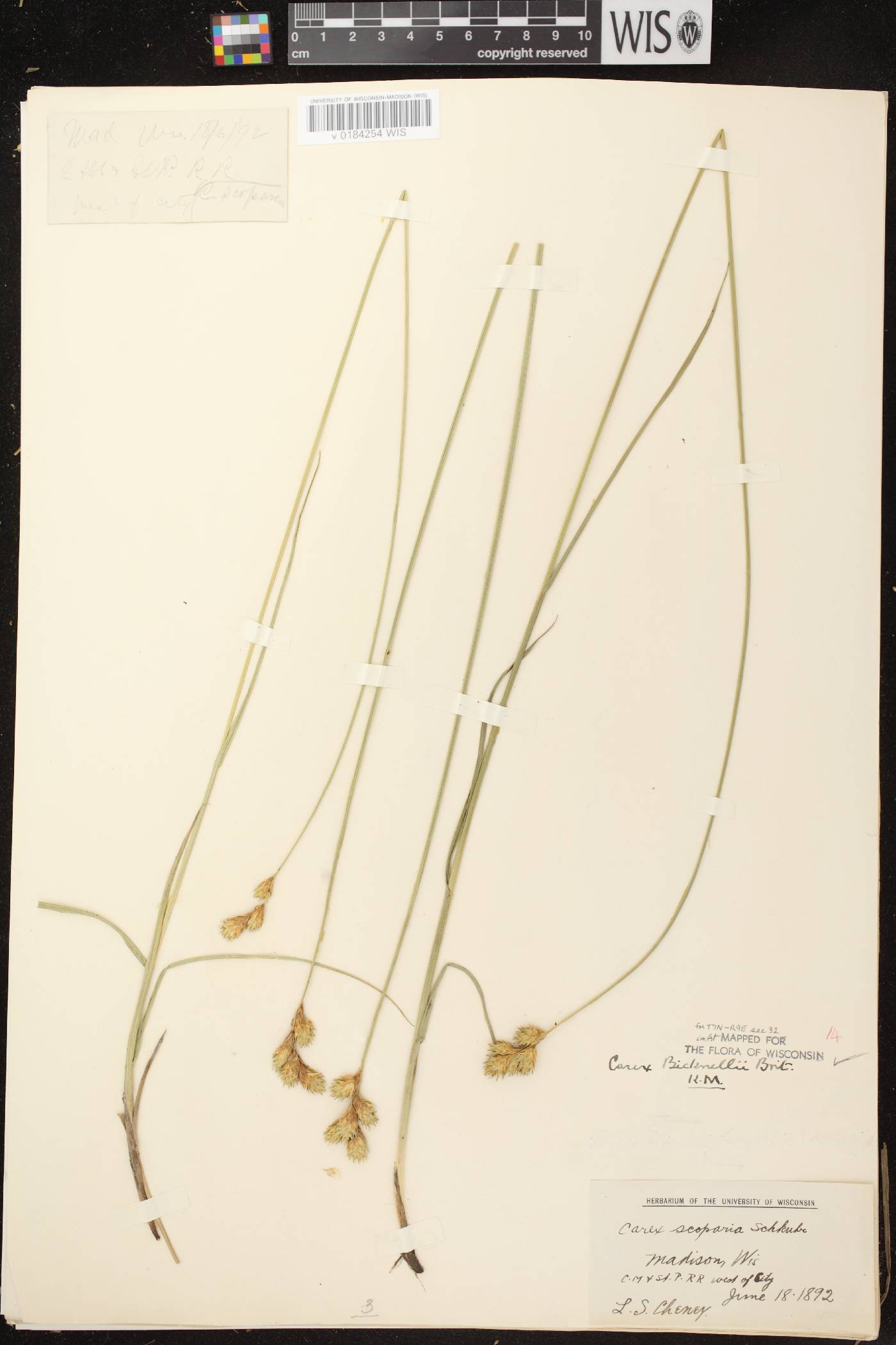 Carex bicknellii image