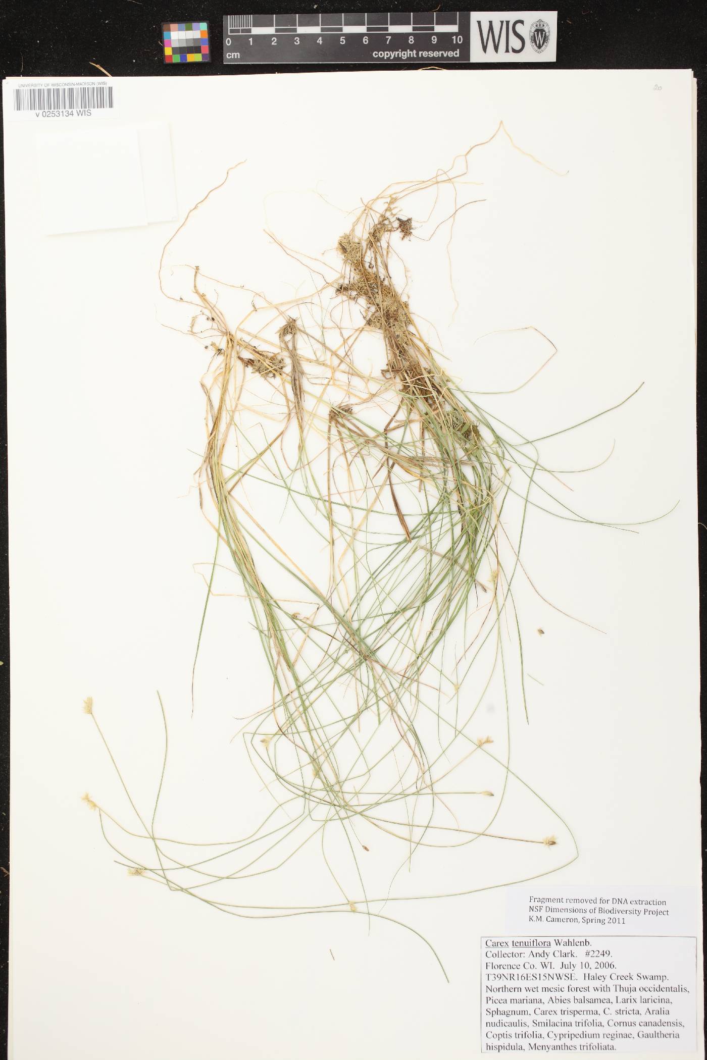 Carex tenuiflora image