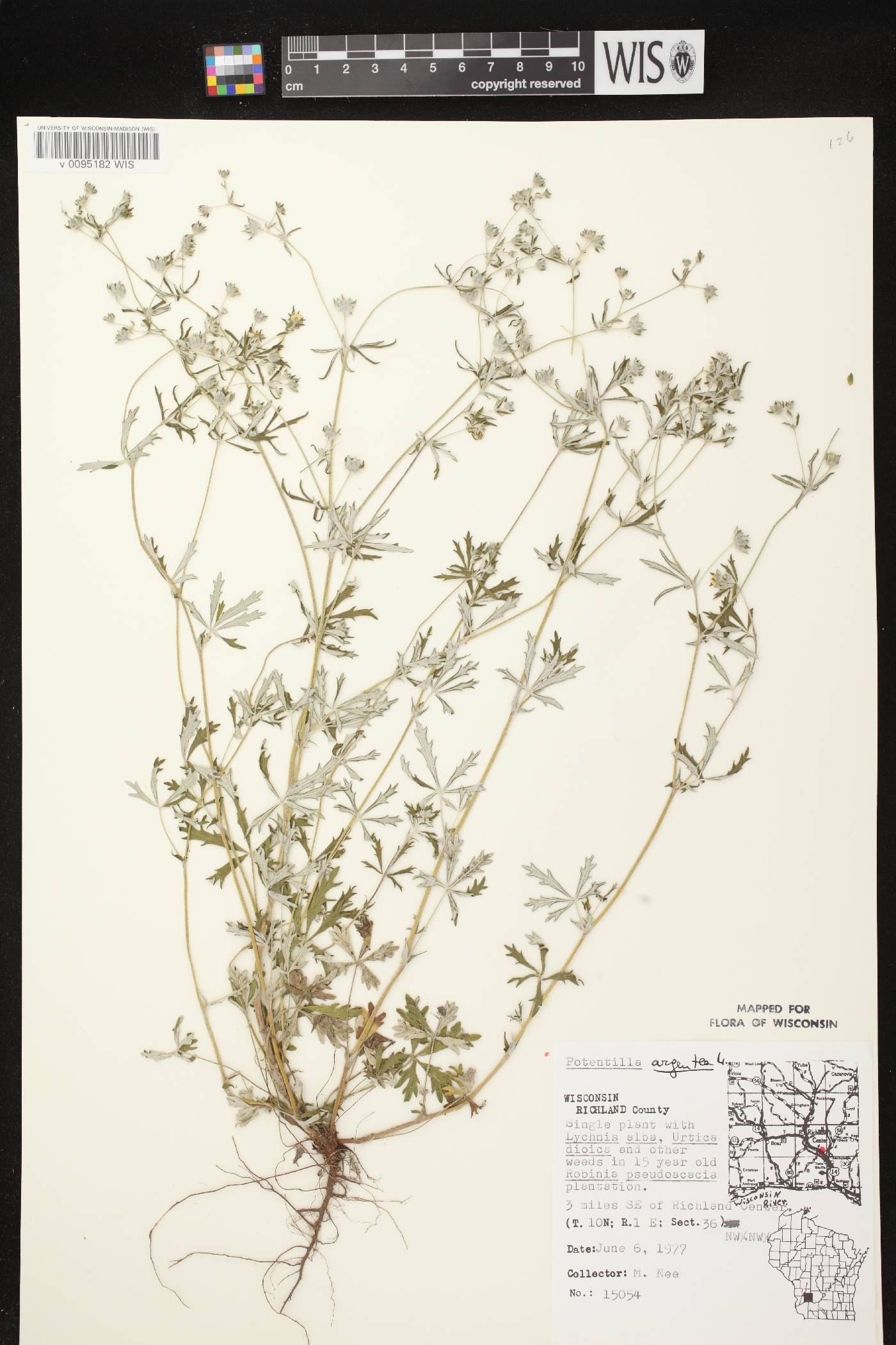 Potentilla argentea image