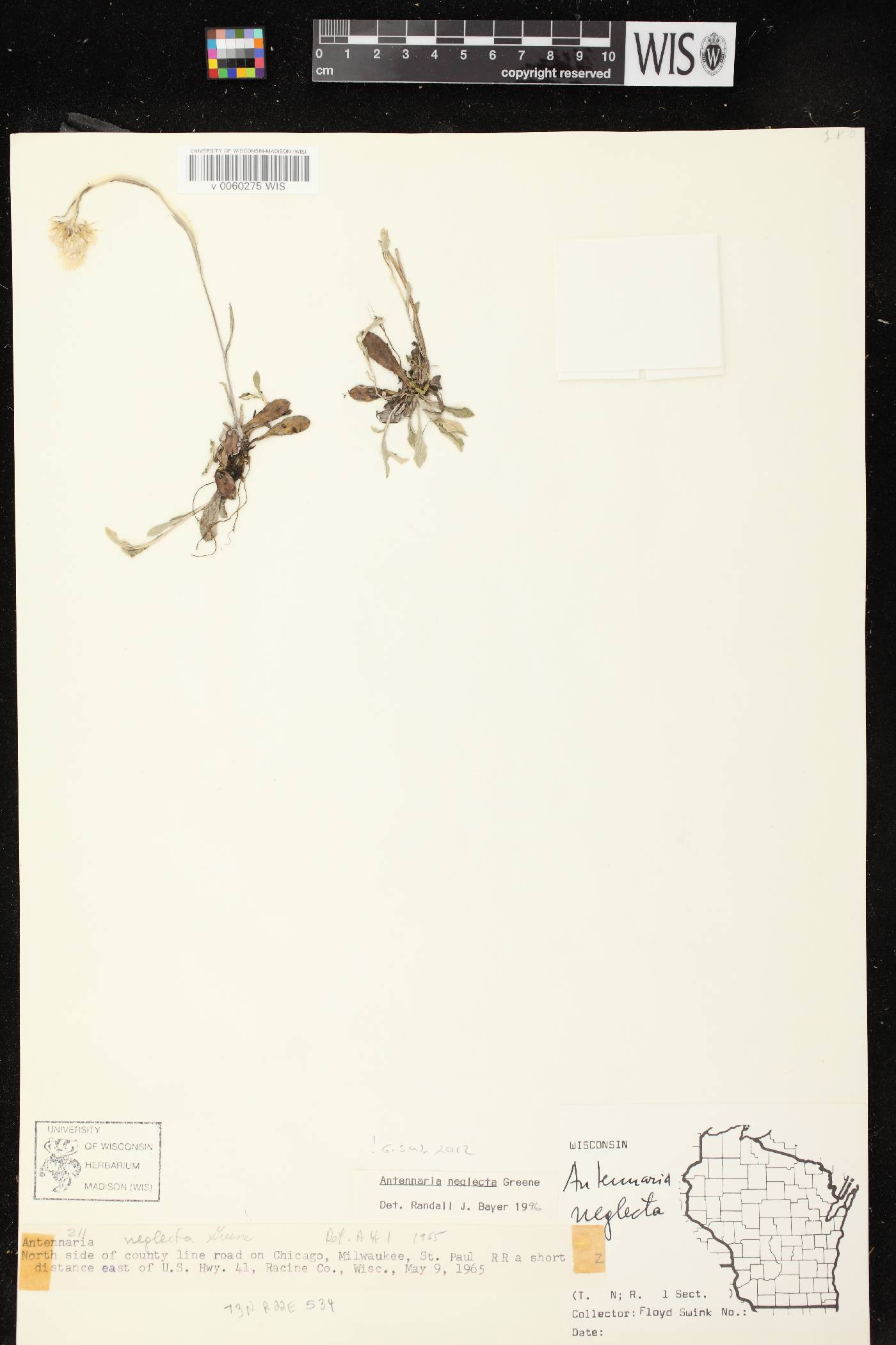 Antennaria neglecta image