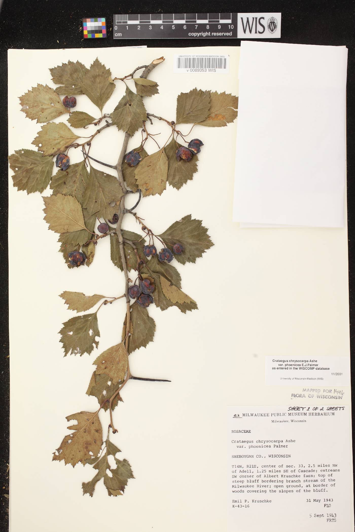 Crataegus chrysocarpa var. chrysocarpa image