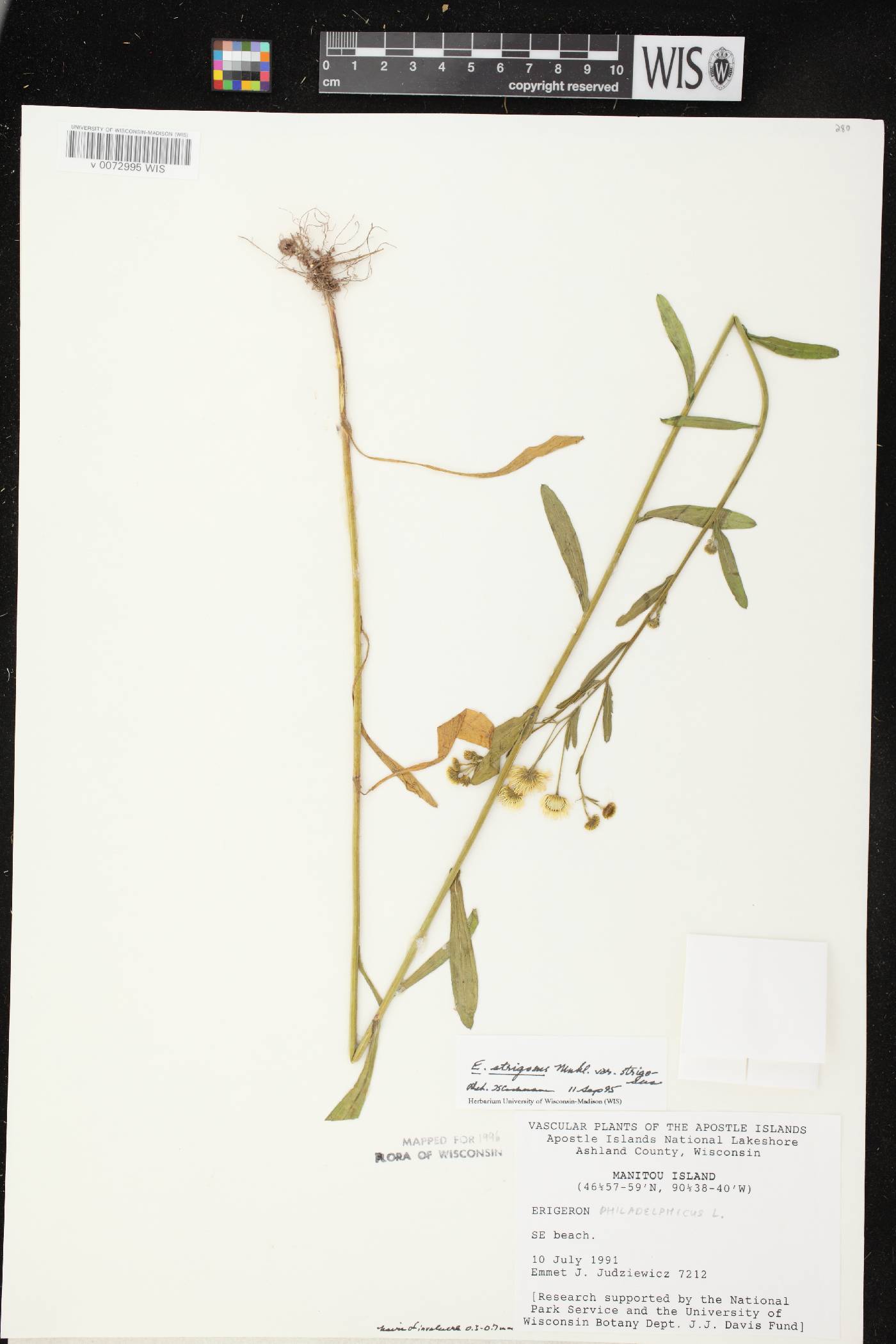 Erigeron strigosus image