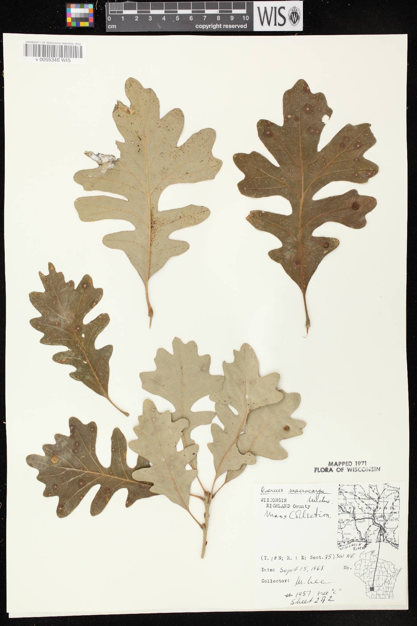 Quercus macrocarpa image