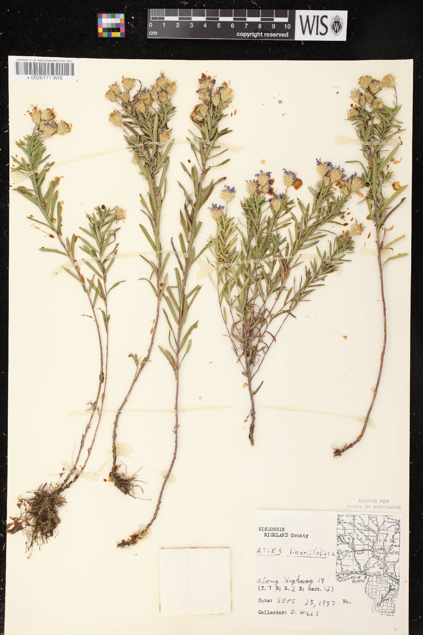 Ionactis linariifolia image