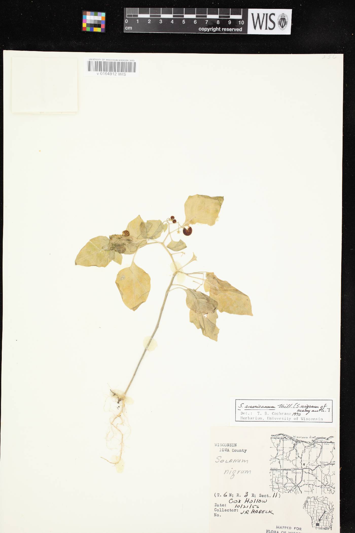 Solanum ptychanthum image