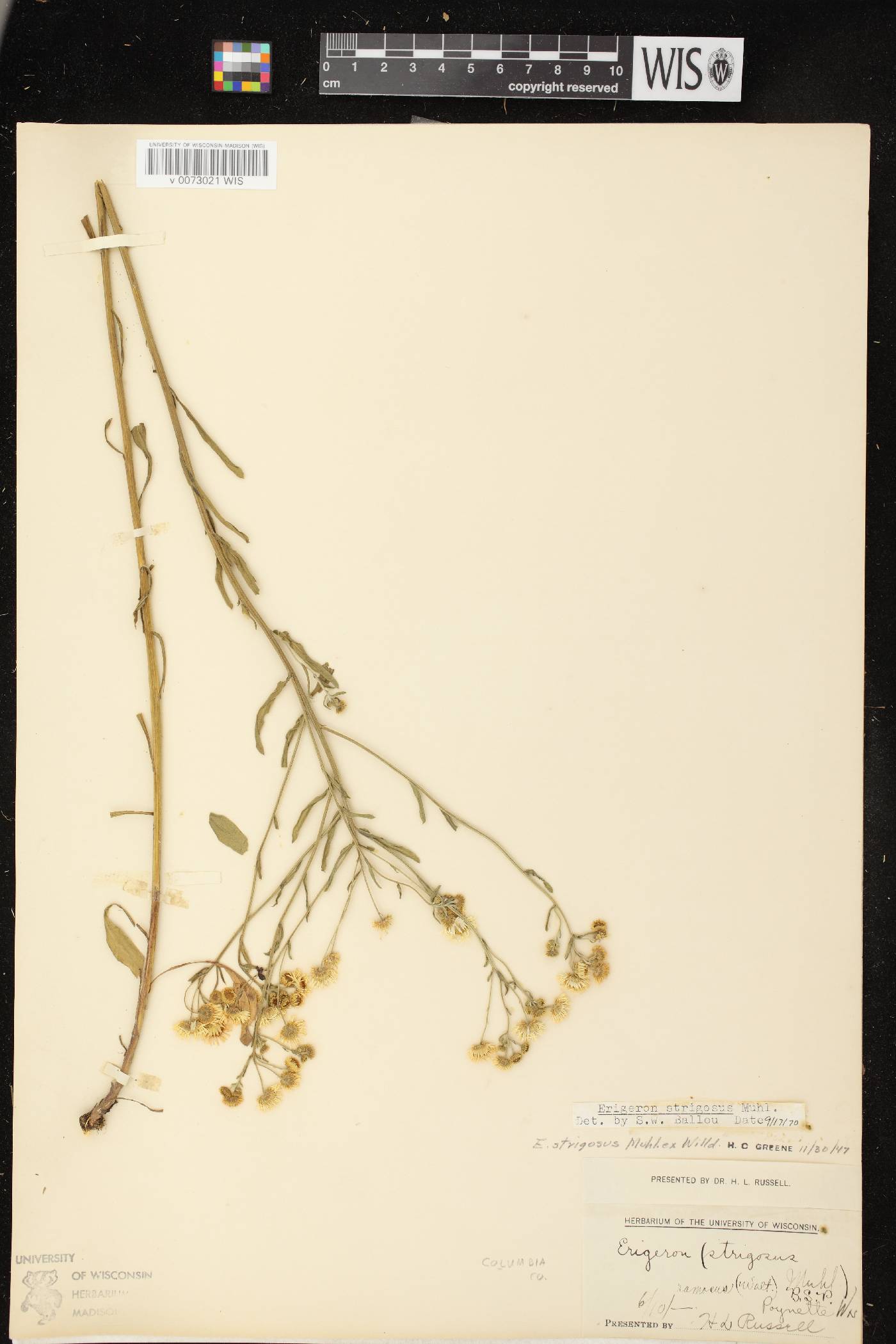 Erigeron strigosus image
