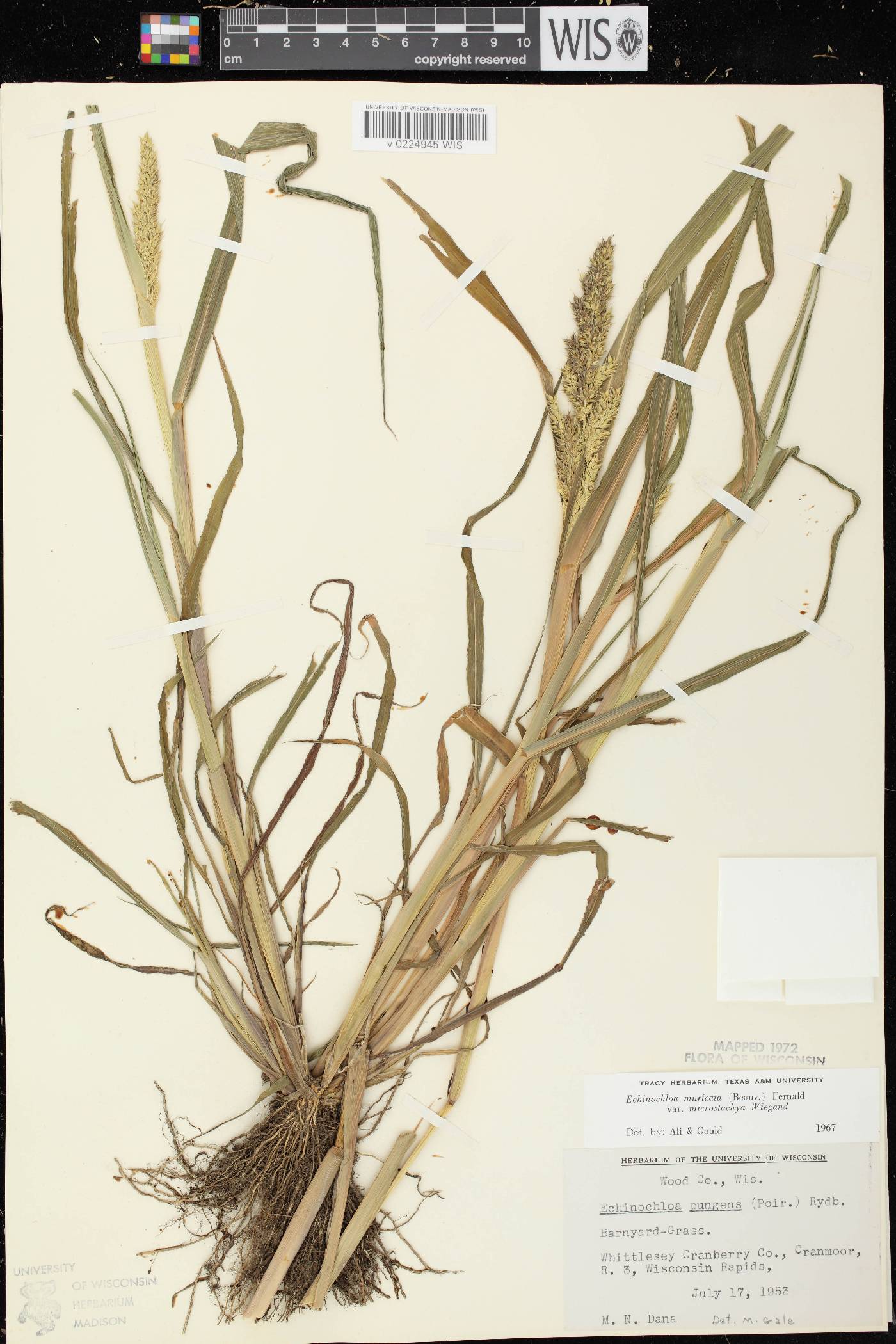 Echinochloa muricata var. microstachya image